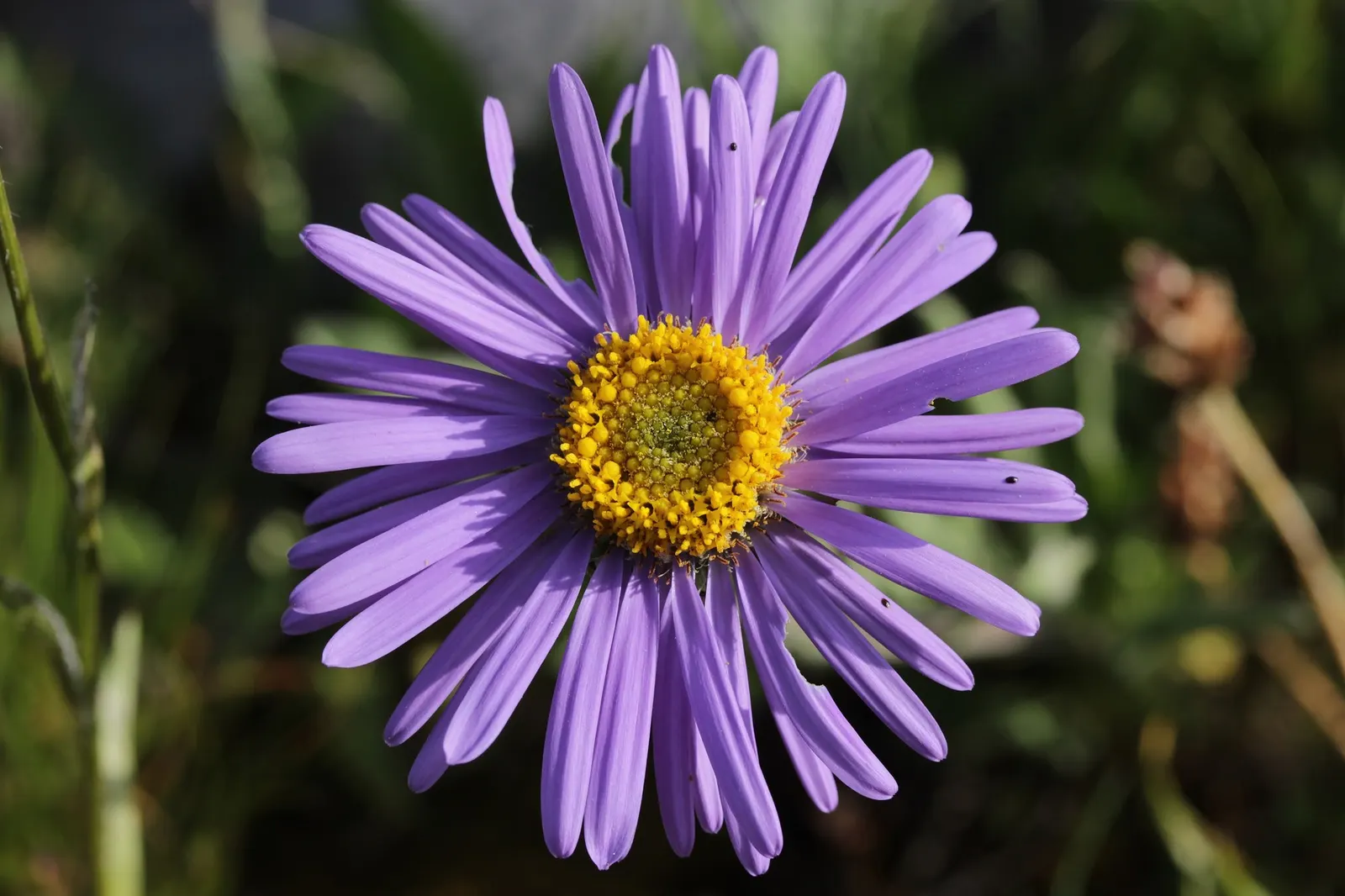 Alpine Aster (Aster alpinus) — ensuring well-drained soil for optimal growth