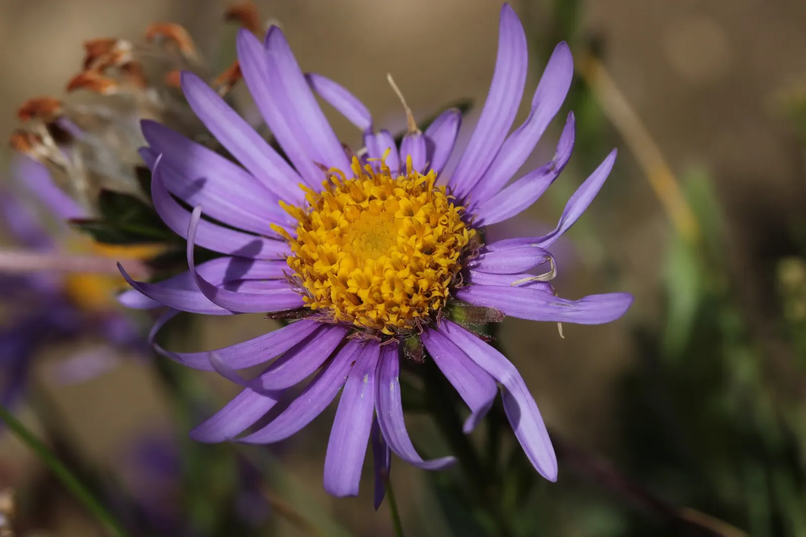 Alpine Aster (Aster alpinus) — Its foliage is characterized by lance-shaped