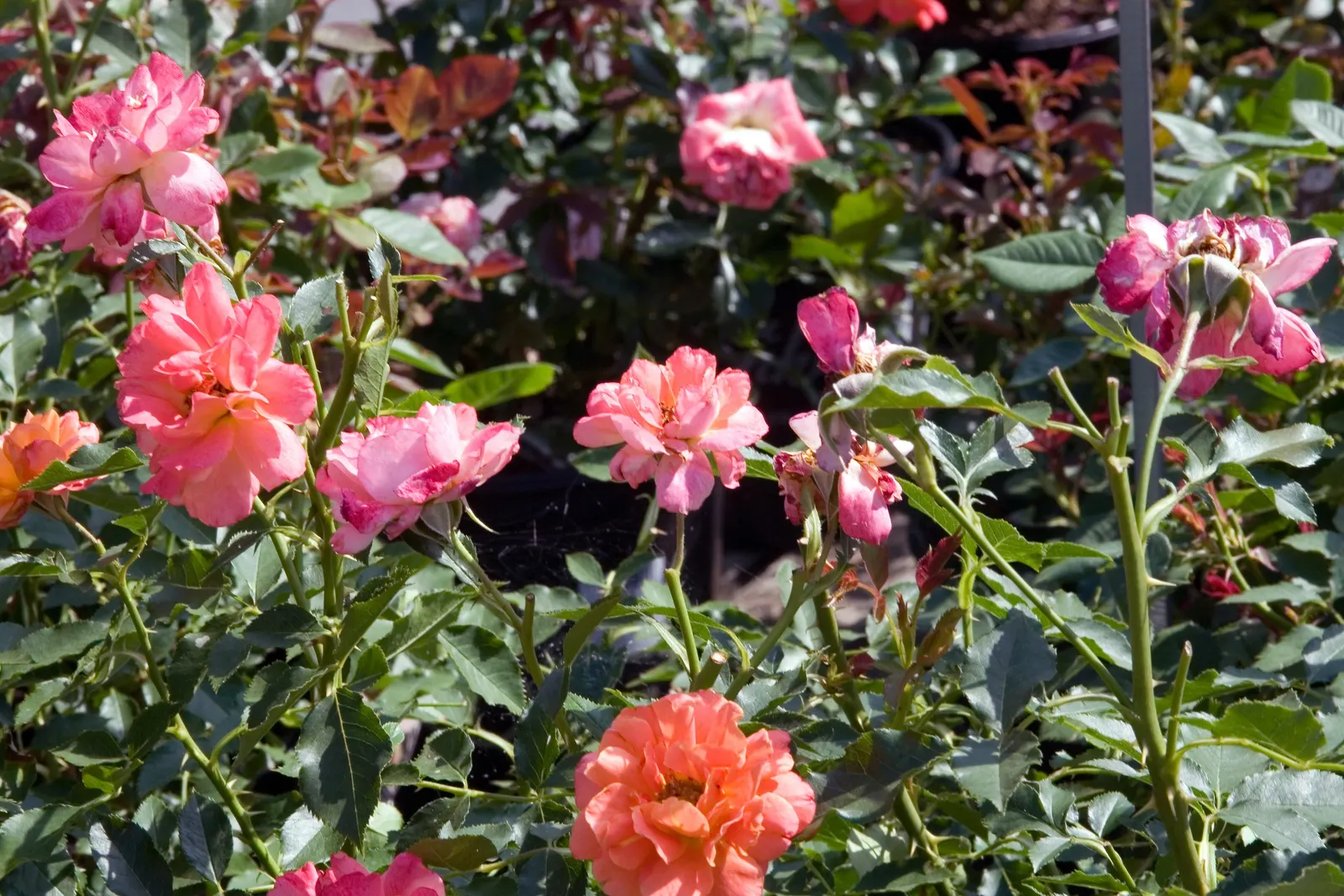 Disneyland Rose (Rosa 'Disneyland') — This repeat bloomer stands 2-3 feet tall and spreads up to 2 feet, thriving in full sun (USDA zones 5-9)