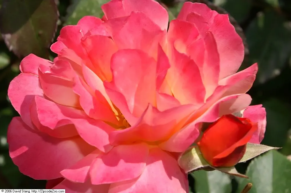 Disneyland Rose (Rosa 'Disneyland') — a vibrant floribunda rose variety scientifically known as Rosa 'Disneyland'