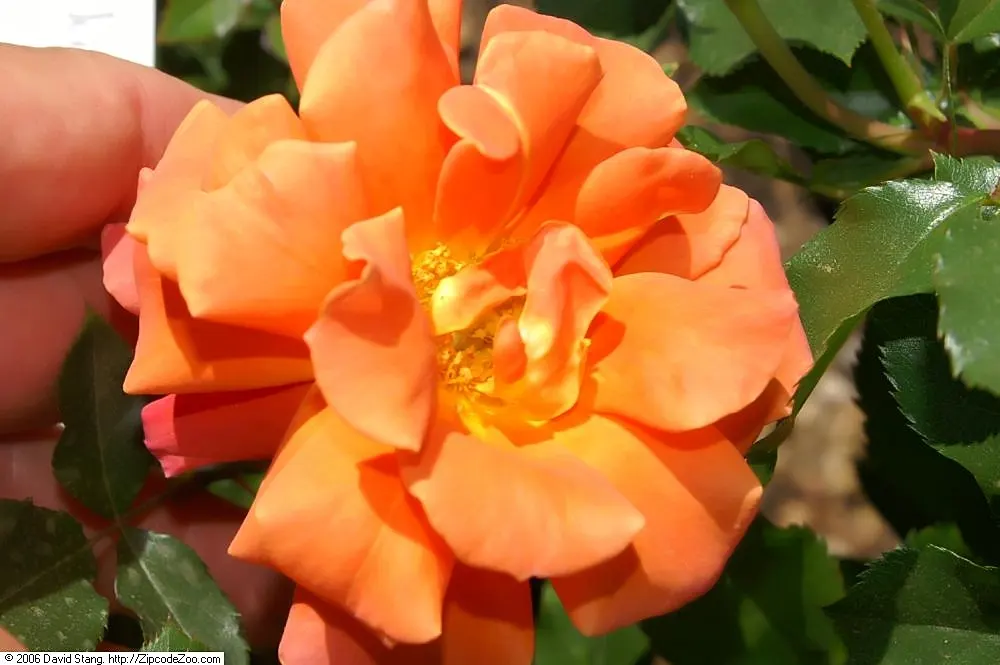 Disneyland Rose (Rosa 'Disneyland') — it offers moderate disease resistance and requires regular watering