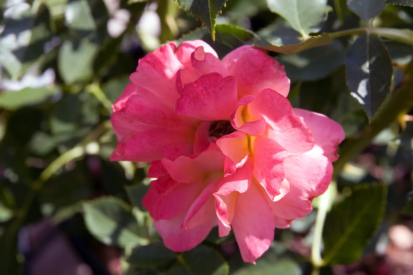 Disneyland Rose (Rosa 'Disneyland') — is a showstopper with its stunning