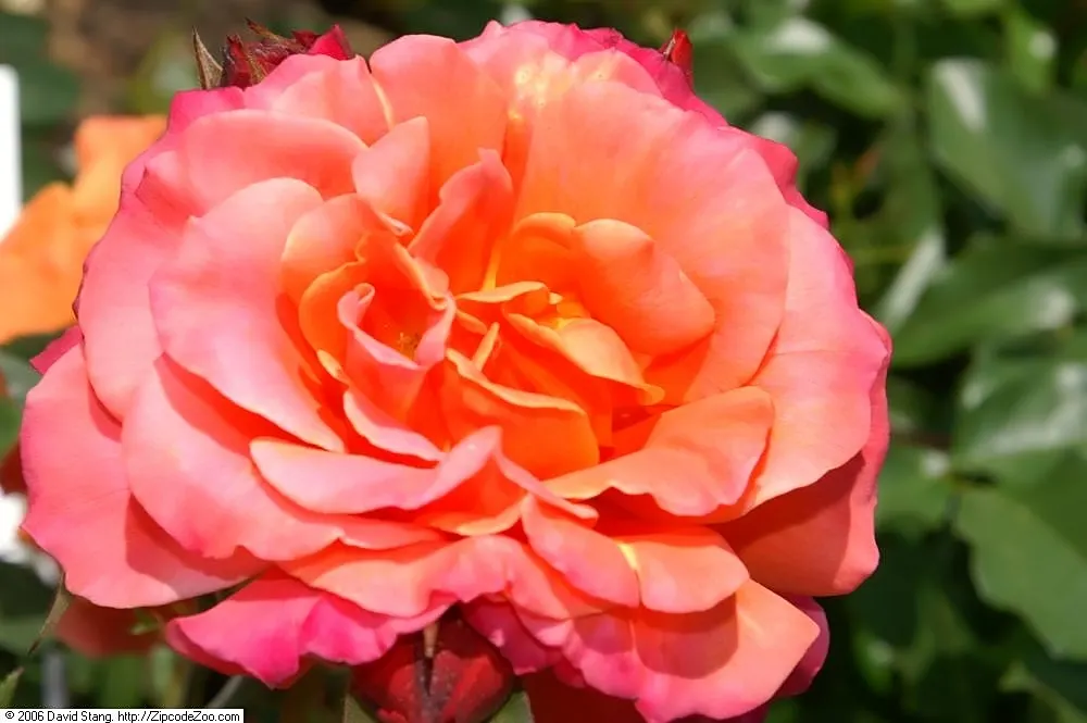 Disneyland Rose (Rosa 'Disneyland') — Rosa 'Disneyland', a Floribunda rose, enchants with vibrant apricot to pink blooms