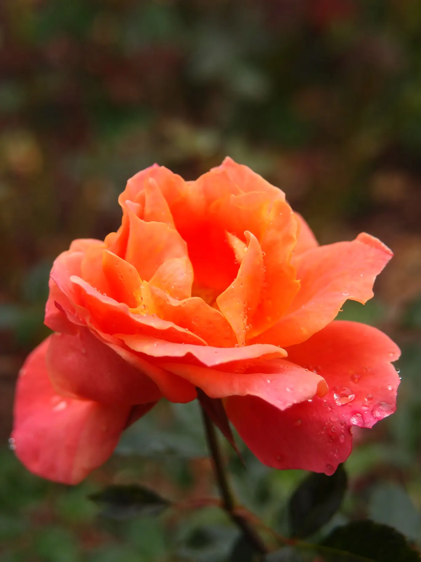 Disneyland Rose (Rosa 'Disneyland') — With mild fragrance and lustrous green foliage