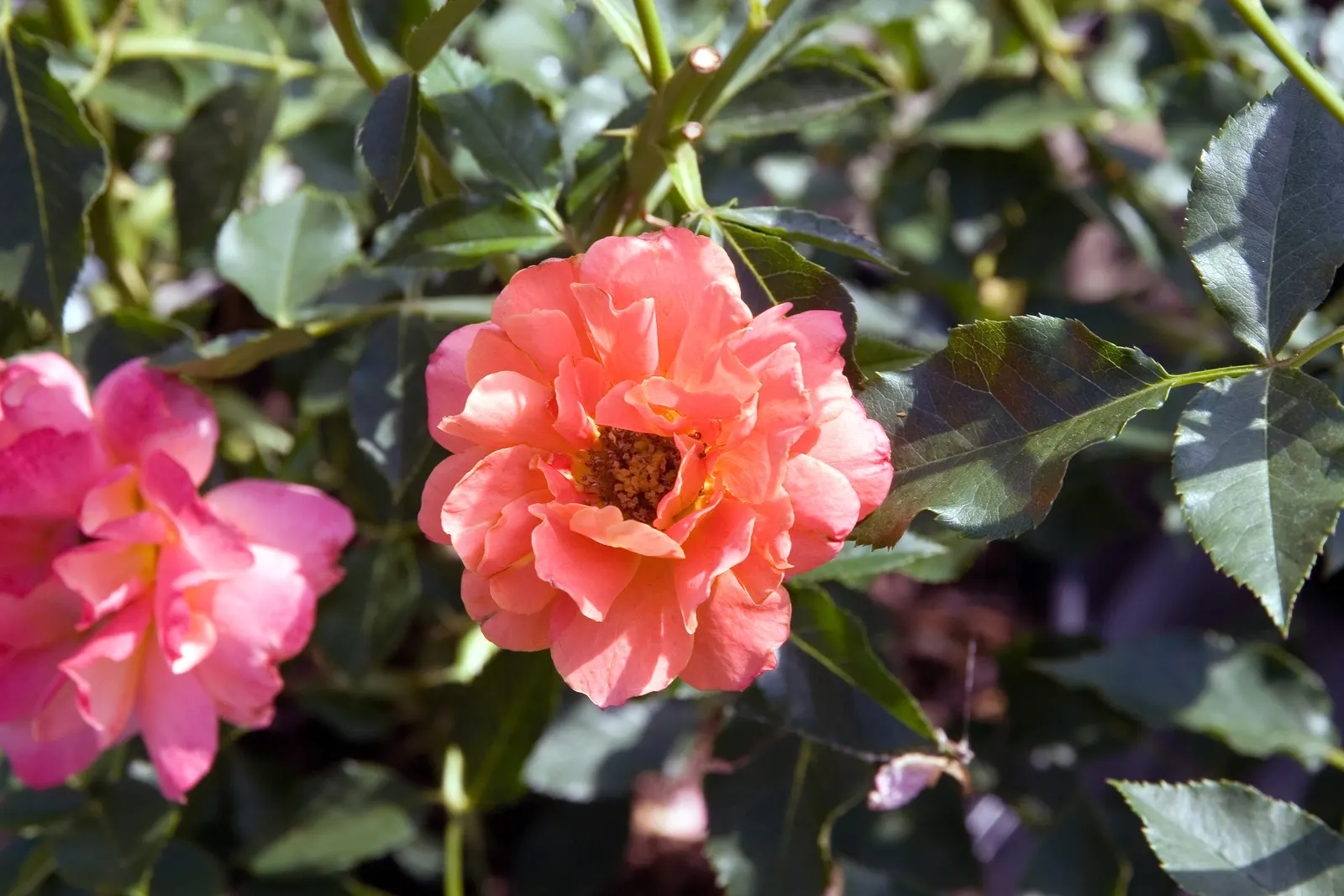 Disneyland Rose (Rosa 'Disneyland') — Ideal for borders and beds, it adds a magical flair, reflecting the joy synonymous with its namesake