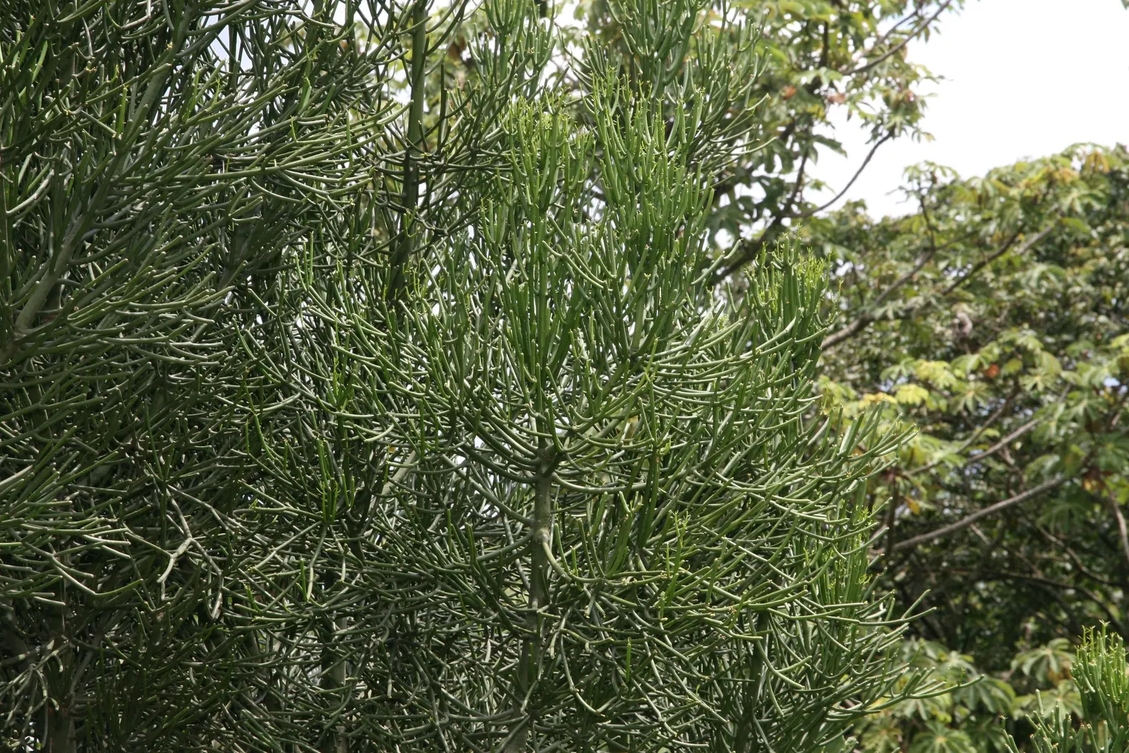 Pencil Tree (Euphorbia Tirucalli) — it's crucial to recognize the suitability of this plant for warm; its slender, green cylindrical branches, image 47