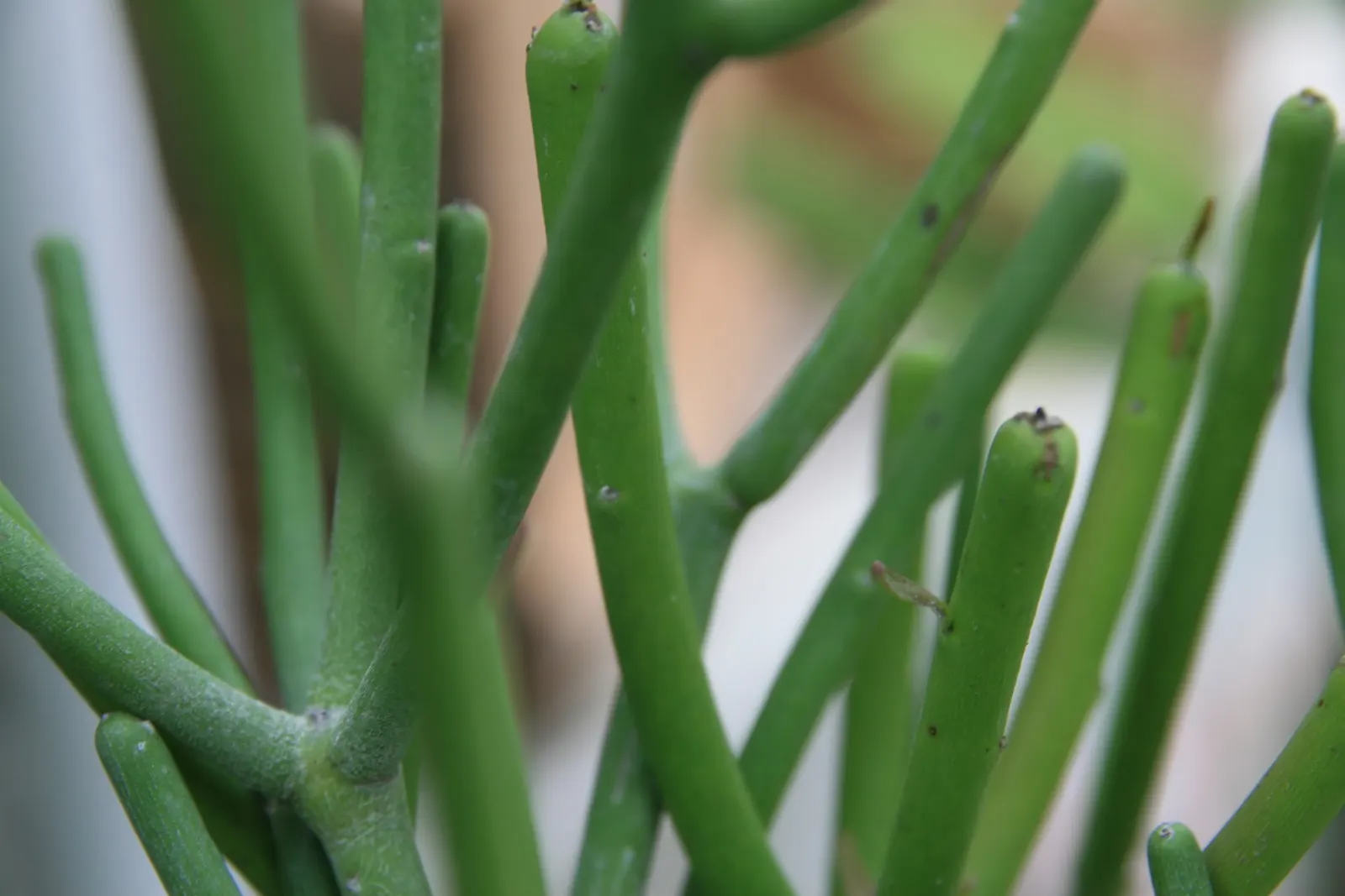 Pencil Tree (Euphorbia Tirucalli) — commonly referred to as the Pencil Tree or Milk Bush; drought-tolerant and sun-loving, this plant thrives in, image 60