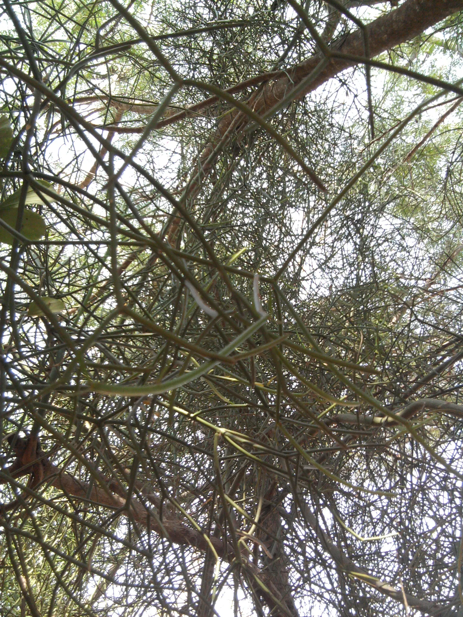 Pencil Tree (Euphorbia Tirucalli) — The Euphorbia tirucalli, commonly known as Pencil Tree, is a striking succulent reaching up to 6-30 feet tall, image 37