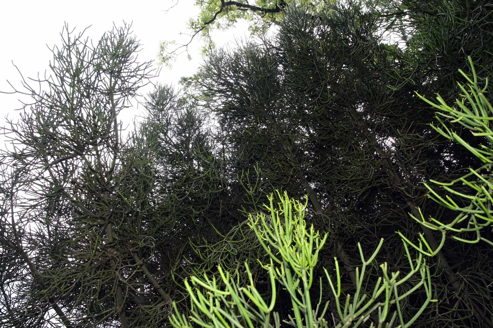 Pencil Tree (Euphorbia Tirucalli) — this succulent is characterized by its smooth; commonly referred to as the Pencil Tree or Milk Bush, image 63