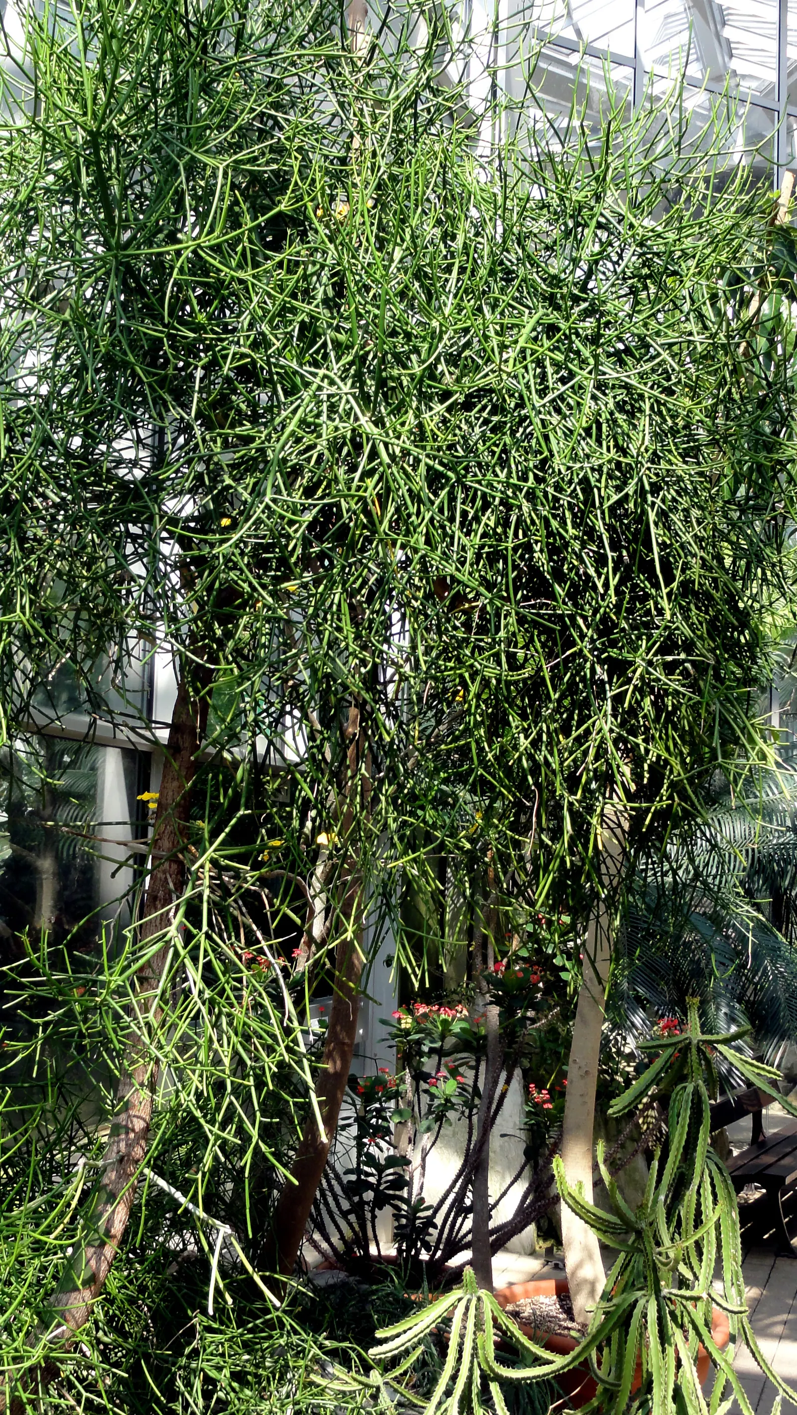 Pencil Tree (Euphorbia Tirucalli) — shrub / succulent / tree for full; the Pencil Tree offers an exotic look with minimal upkeep, image 72