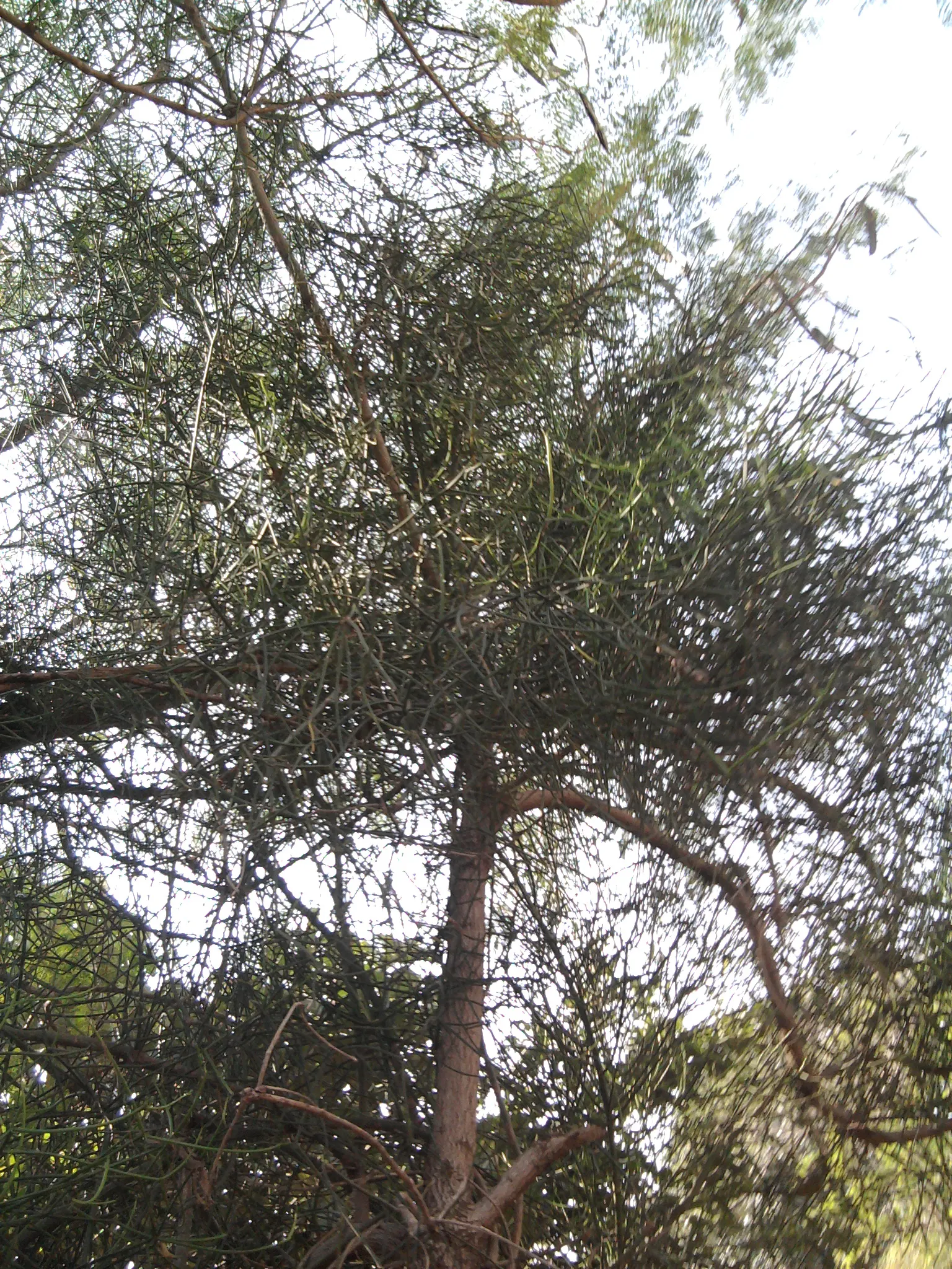 Pencil Tree (Euphorbia Tirucalli) — architecturally unique element in any landscape design