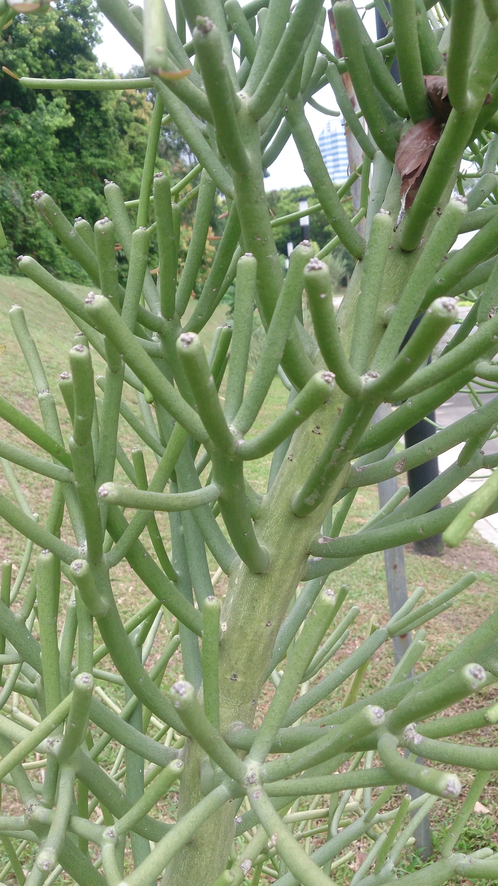 Pencil Tree (Euphorbia Tirucalli) — offering flexibility within your design scheme