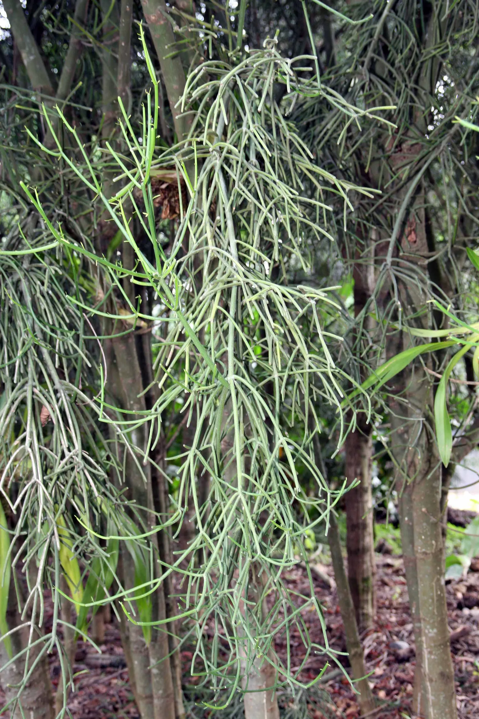 Pencil Tree (Euphorbia Tirucalli) — The Euphorbia tirucalli, commonly known as Pencil Tree, is a striking succulent reaching up to 6-30 feet tall