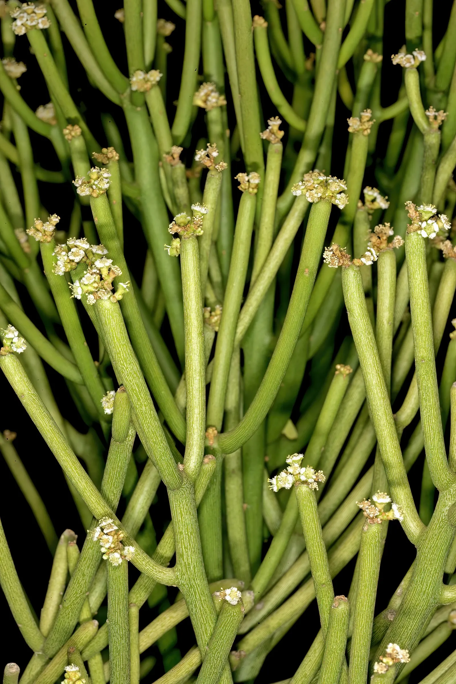 Pencil Tree (Euphorbia Tirucalli) — Drought-tolerant and sun-loving, this plant thrives in USDA zones 10-11; shrub / succulent / tree for full, image 93
