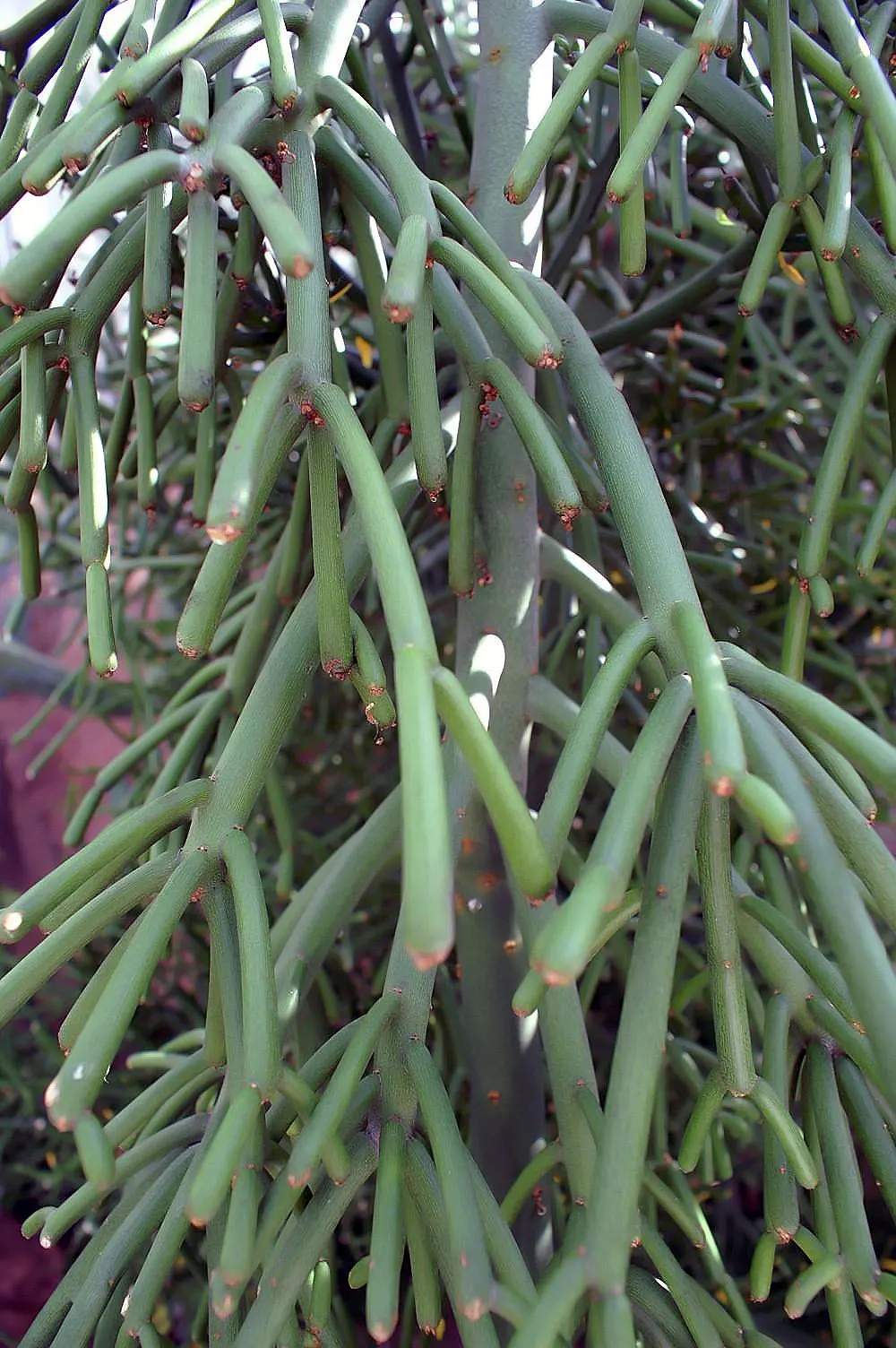 Pencil Tree (Euphorbia Tirucalli) — The Euphorbia tirucalli, commonly known as Pencil Tree, is a striking succulent reaching up to 6-30 feet tall, image 73