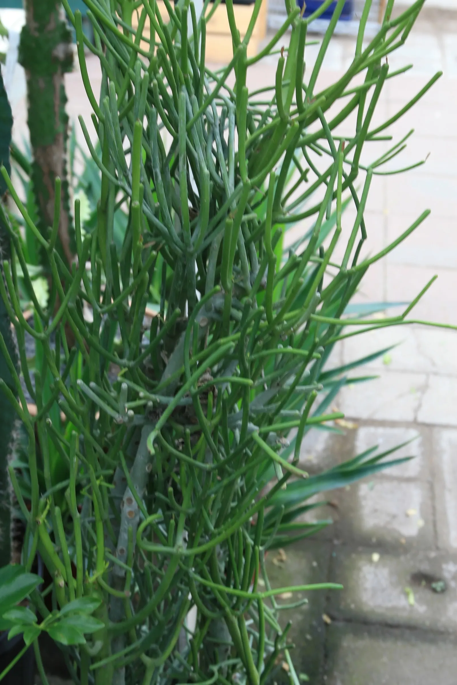 Pencil Tree (Euphorbia Tirucalli) — Its tolerance for drought makes it a sustainable choice; adds architectural interest to xeriscapes with minimal, image 50