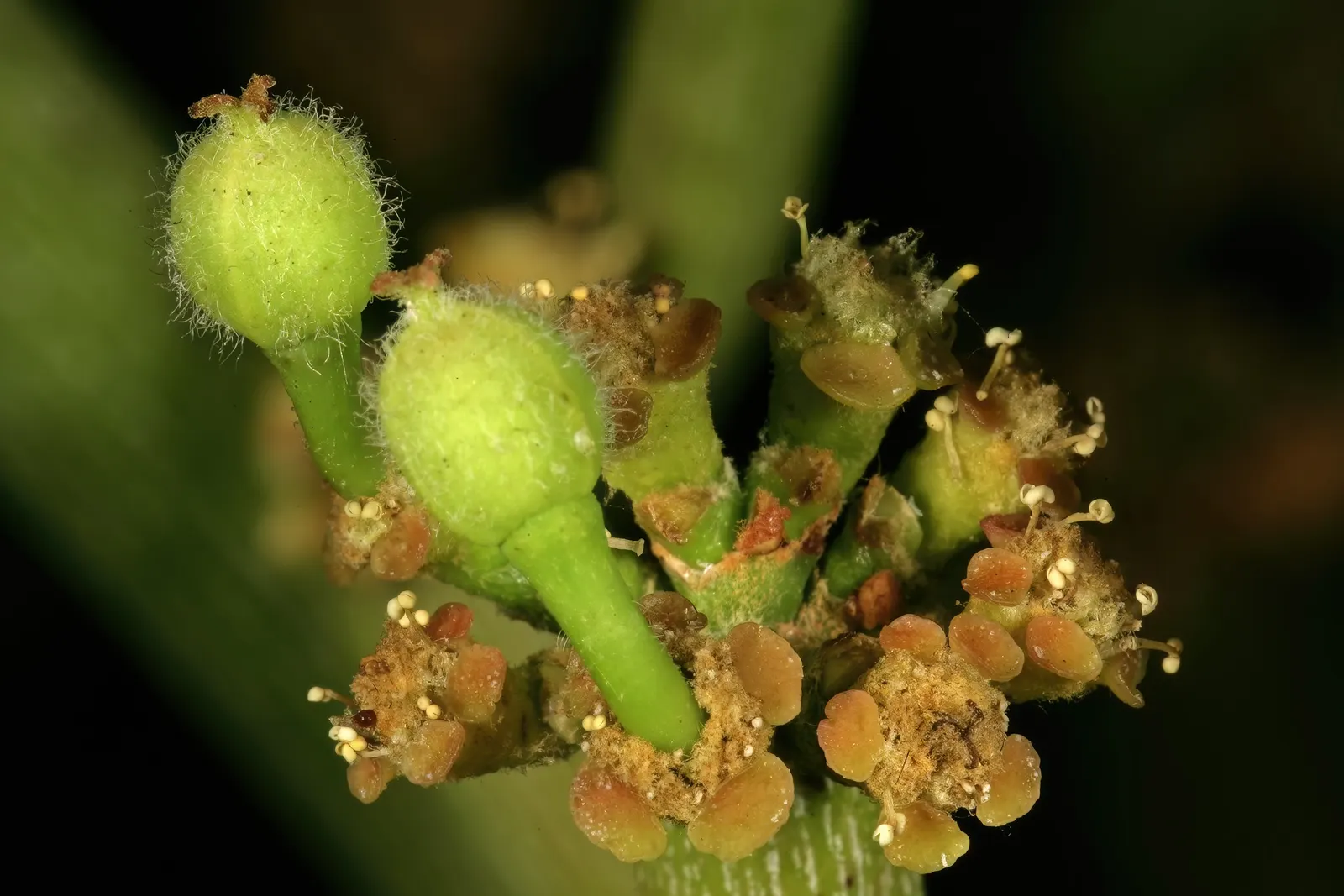 Pencil Tree (Euphorbia Tirucalli) — The Pencil Tree prefers a full sun exposure, which enhances the photosynthetic process in its slender stalks, image 49