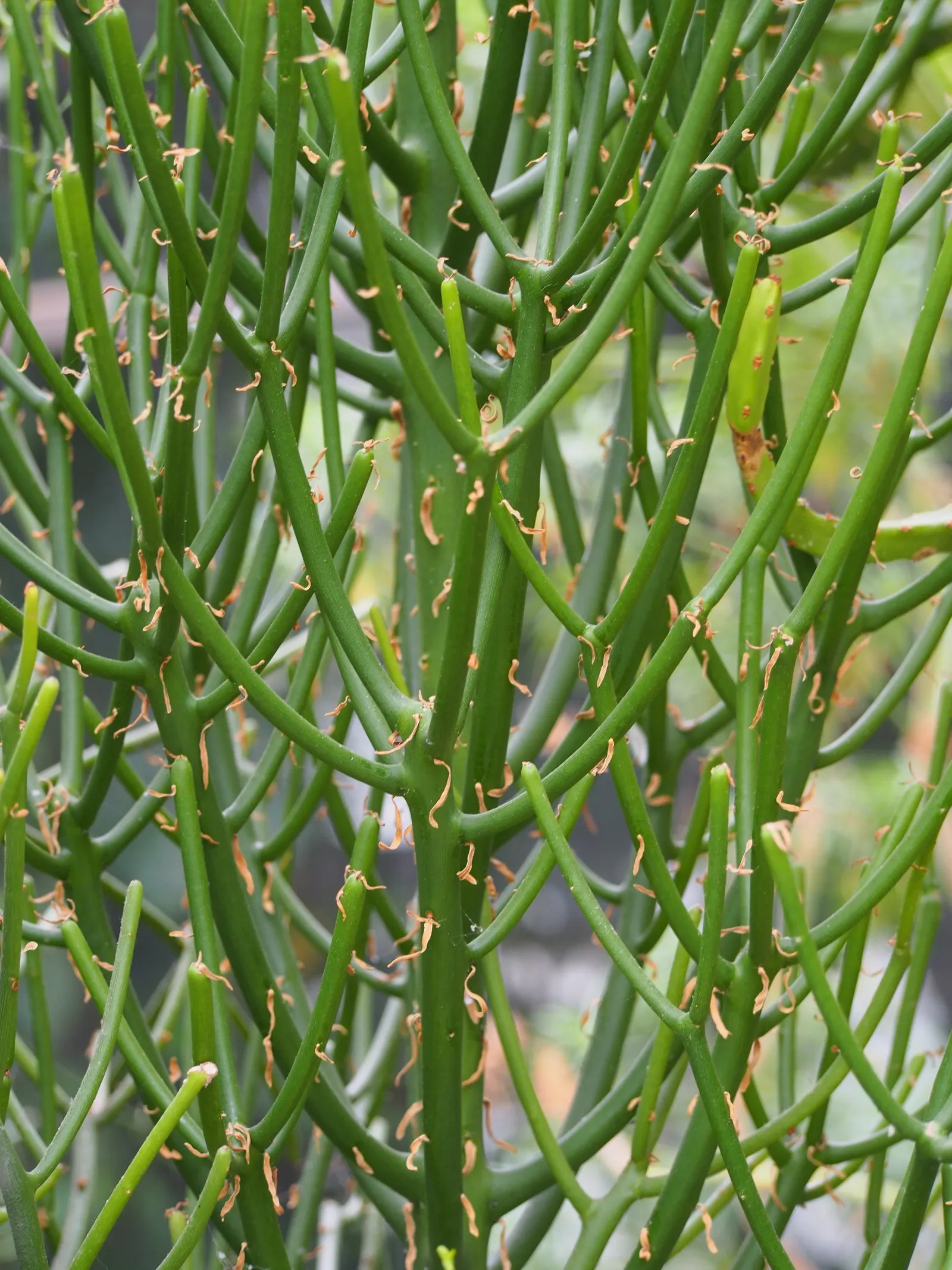 Pencil Tree (Euphorbia Tirucalli) — Adds architectural interest to xeriscapes with minimal maintenance; its tolerance for drought makes it a, image 95