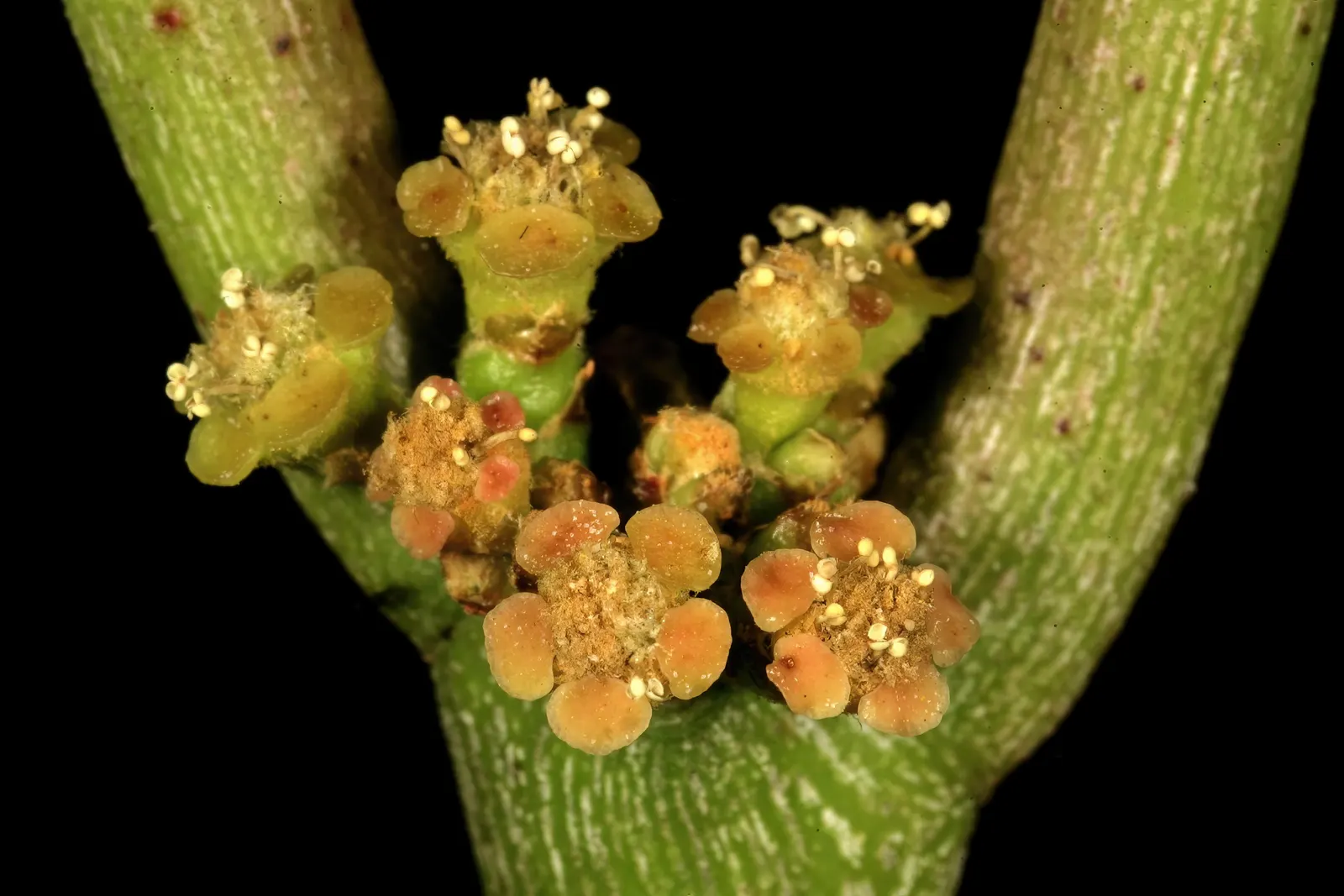 Pencil Tree (Euphorbia Tirucalli) — Its tolerance for drought makes it a sustainable choice; adds architectural interest to xeriscapes with minimal, image 68