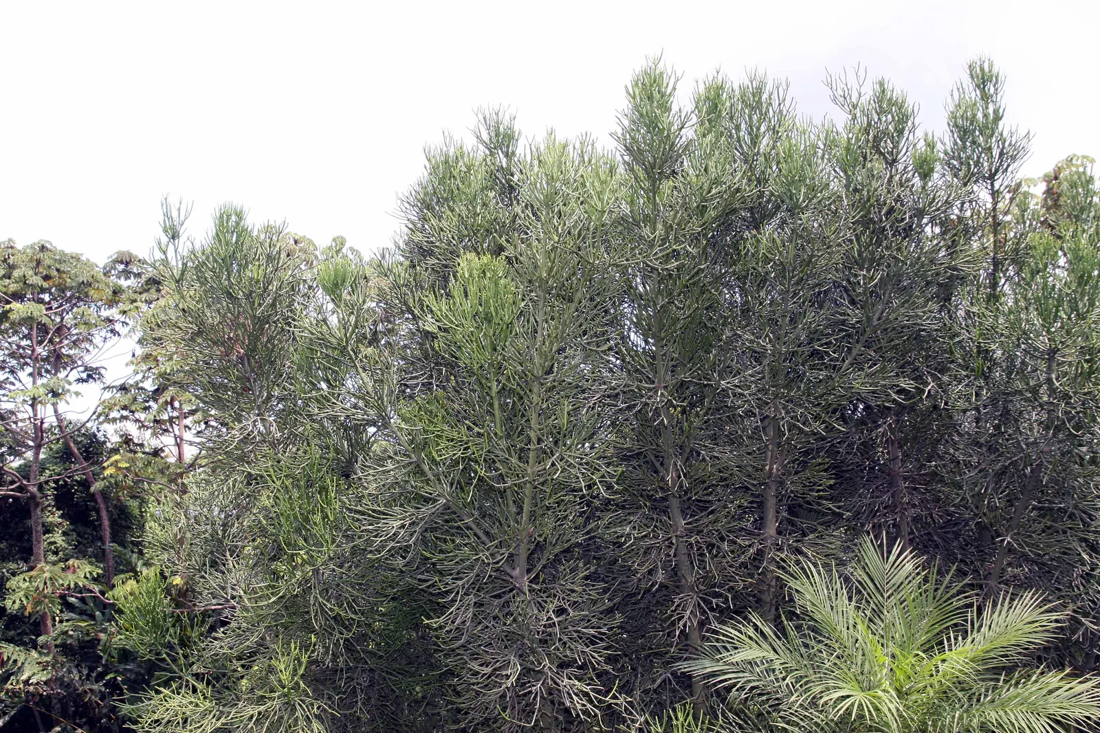 Pencil Tree (Euphorbia Tirucalli) — Its slender, green cylindrical branches resemble pencils, thus its name; it's crucial to recognize the, image 74