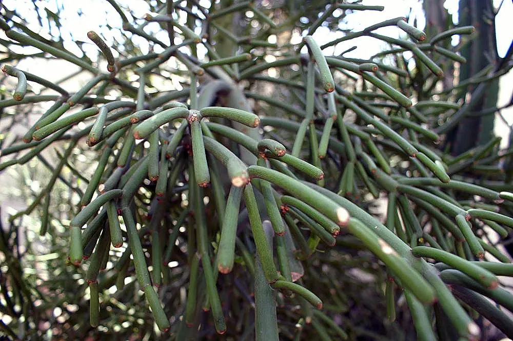 Pencil Tree (Euphorbia Tirucalli) — this succulent is characterized by its smooth; commonly referred to as the Pencil Tree or Milk Bush, image 81