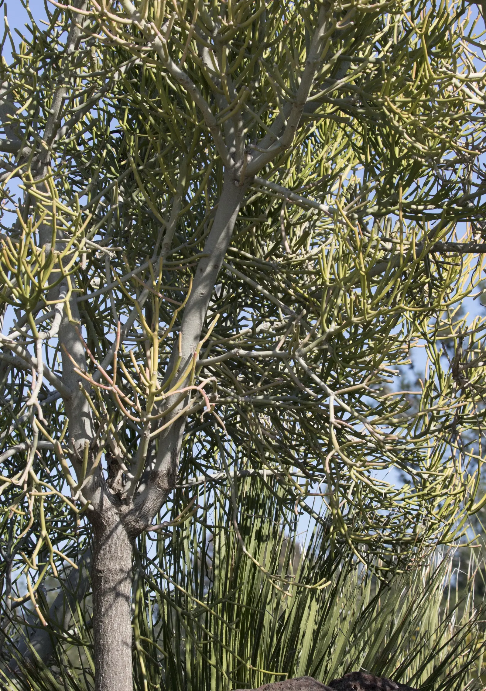 Pencil Tree (Euphorbia Tirucalli) — Native to semi-arid tropical climates