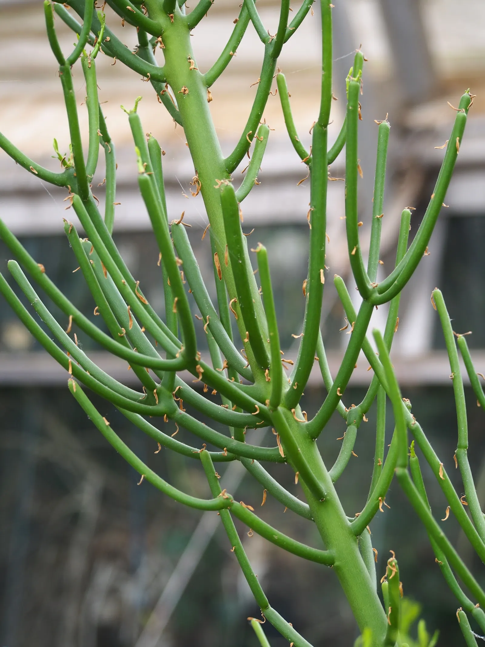 Pencil Tree (Euphorbia Tirucalli) — pencil-like branches that grow with a vibrant green hue; the Pencil Tree prefers a full sun exposure, which, image 82