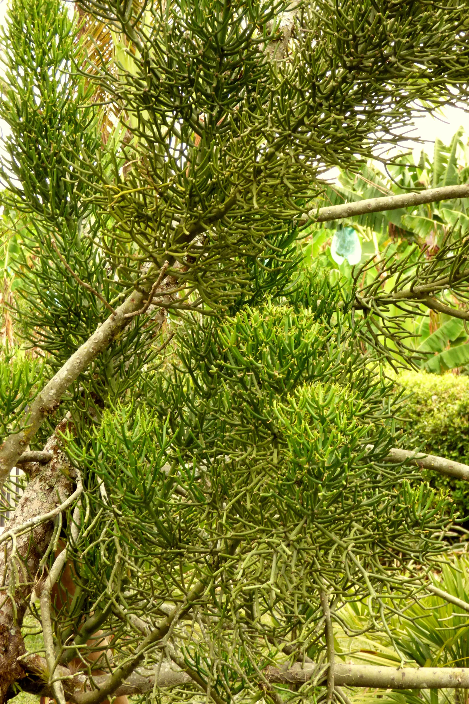 Pencil Tree (Euphorbia Tirucalli) — this succulent is characterized by its smooth