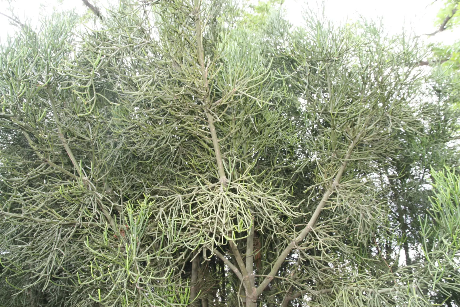 Pencil Tree (Euphorbia Tirucalli) — dry regions as it thrives in USDA Hardiness Zones 9 to 11