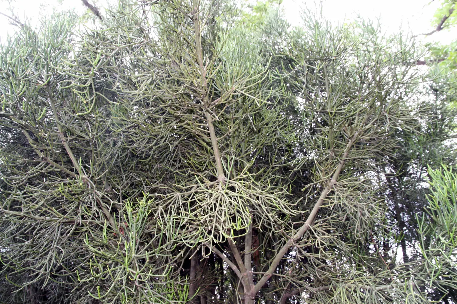 Pencil Tree (Euphorbia Tirucalli) — offering flexibility within your design scheme; native to semi-arid tropical climates, image 107
