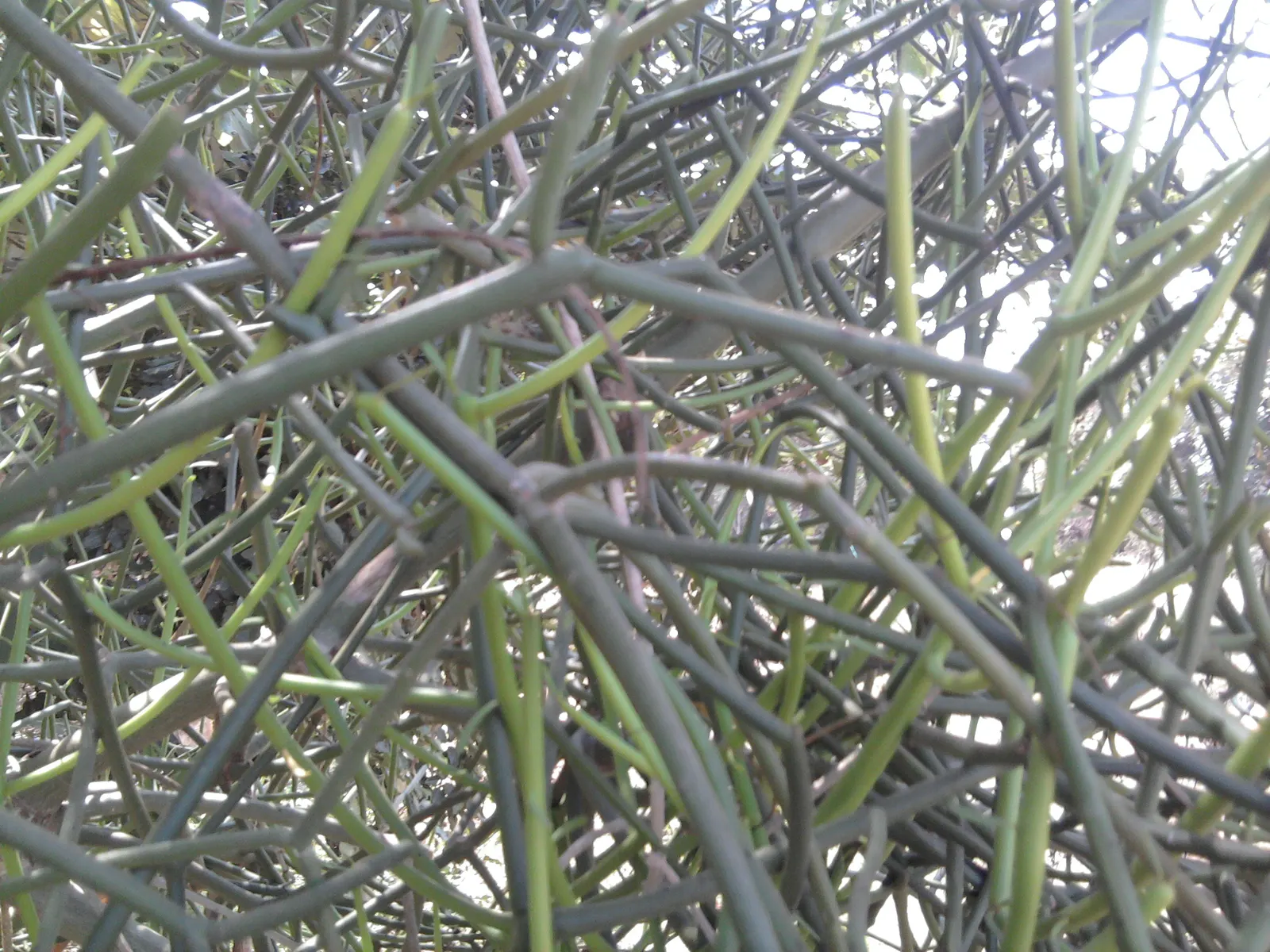 Pencil Tree (Euphorbia Tirucalli) — pencil-like branches that grow with a vibrant green hue; the Pencil Tree prefers a full sun exposure, which enhances the