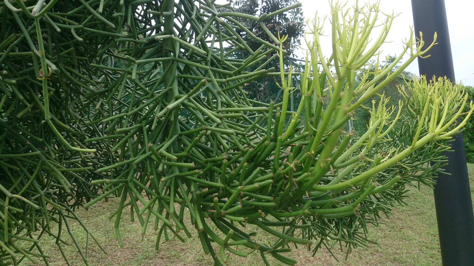 Pencil Tree (Euphorbia Tirucalli) — Native to semi-arid tropical climates; offering flexibility within your design scheme