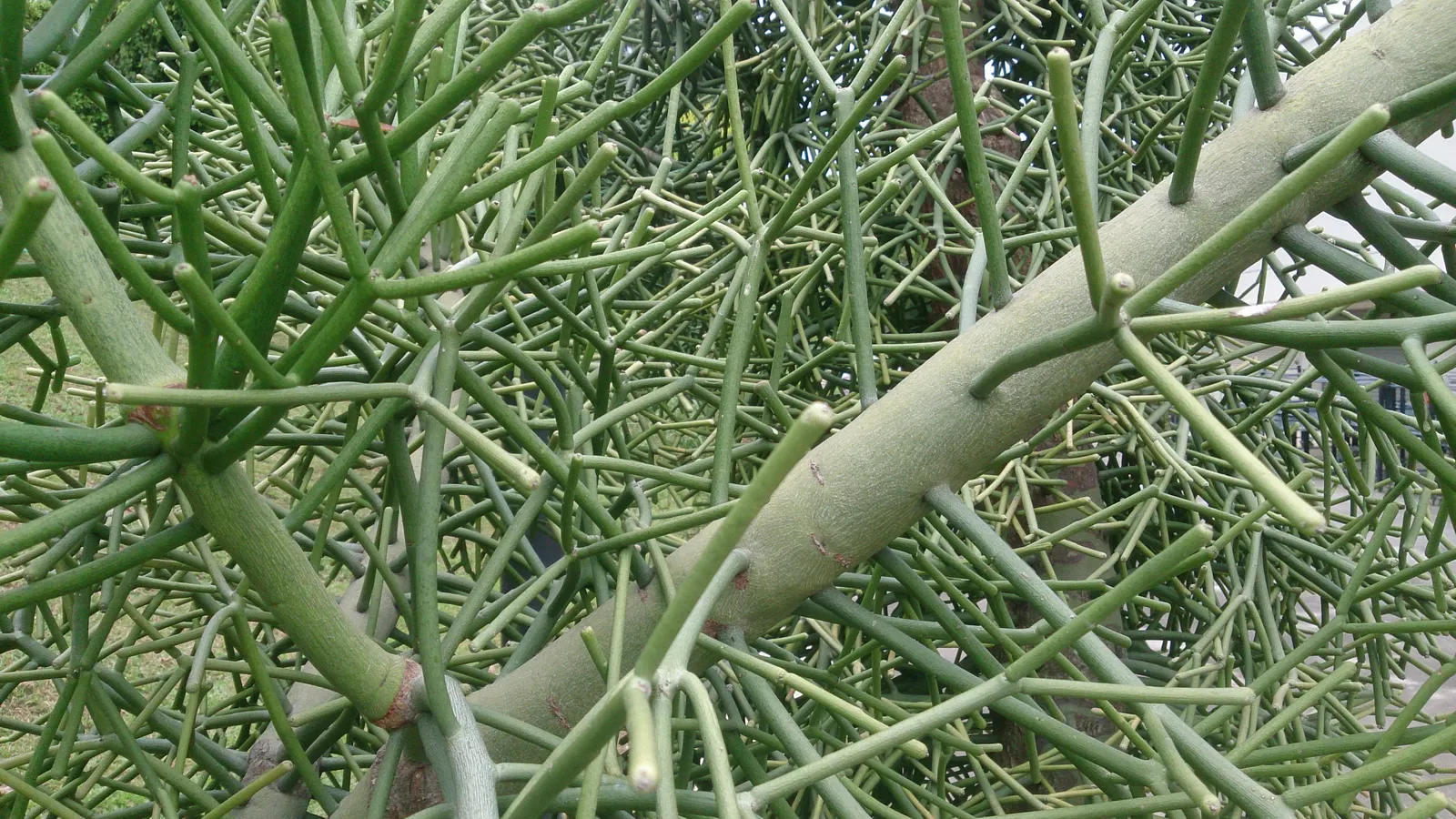 Pencil Tree (Euphorbia Tirucalli) — Its adaptability also allows it to be presented as a potted feature; the Euphorbia tirucalli, commonly known as, image 106