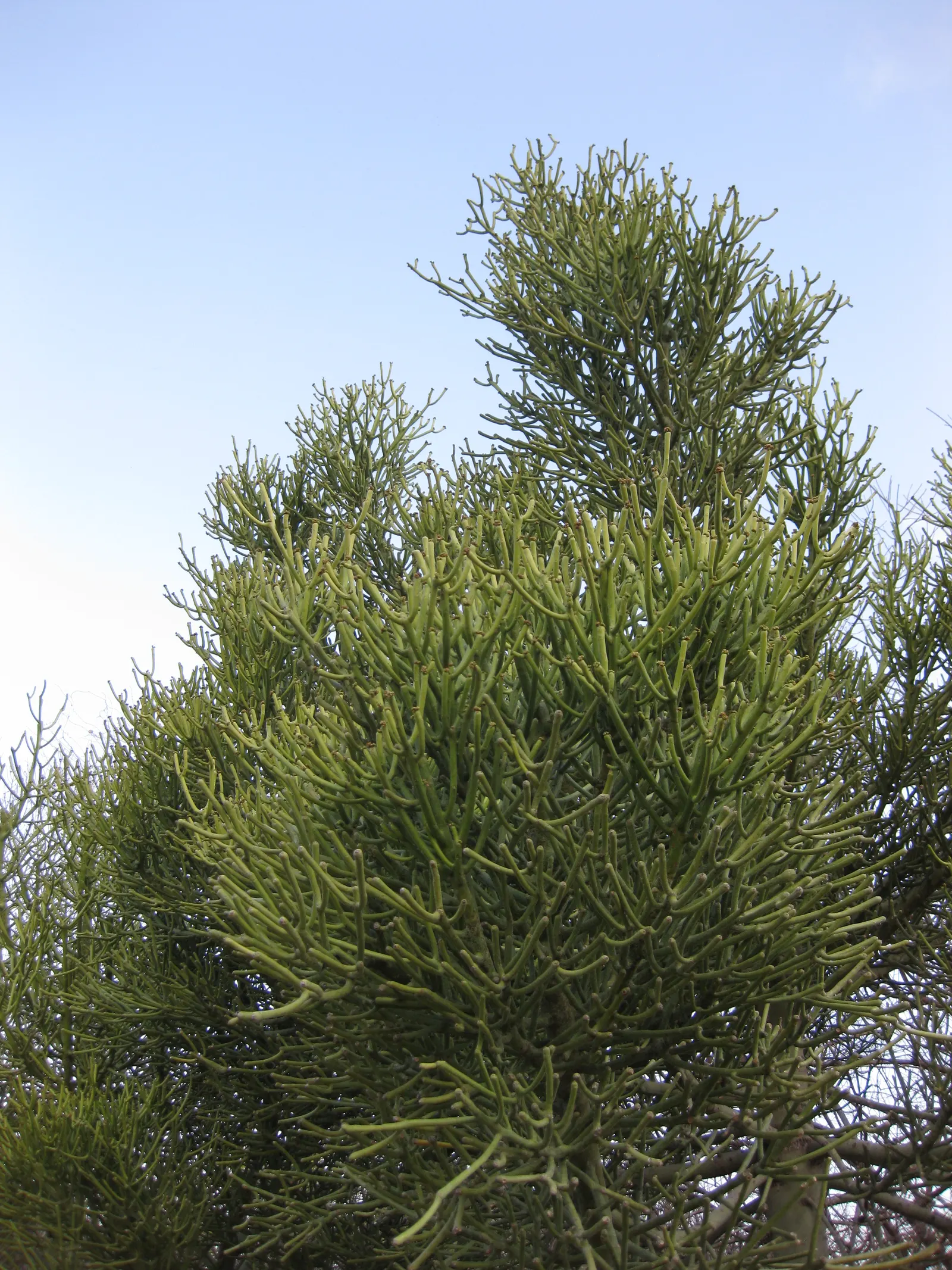 Pencil Tree (Euphorbia Tirucalli) — commonly referred to as the Pencil Tree or Milk Bush