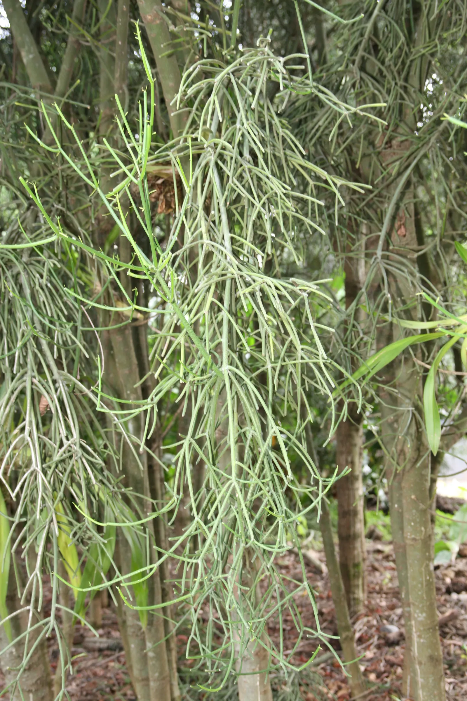 Pencil Tree (Euphorbia Tirucalli) — dry regions as it thrives in USDA Hardiness Zones 9 to 11; this succulent is characterized by its smooth, image 48