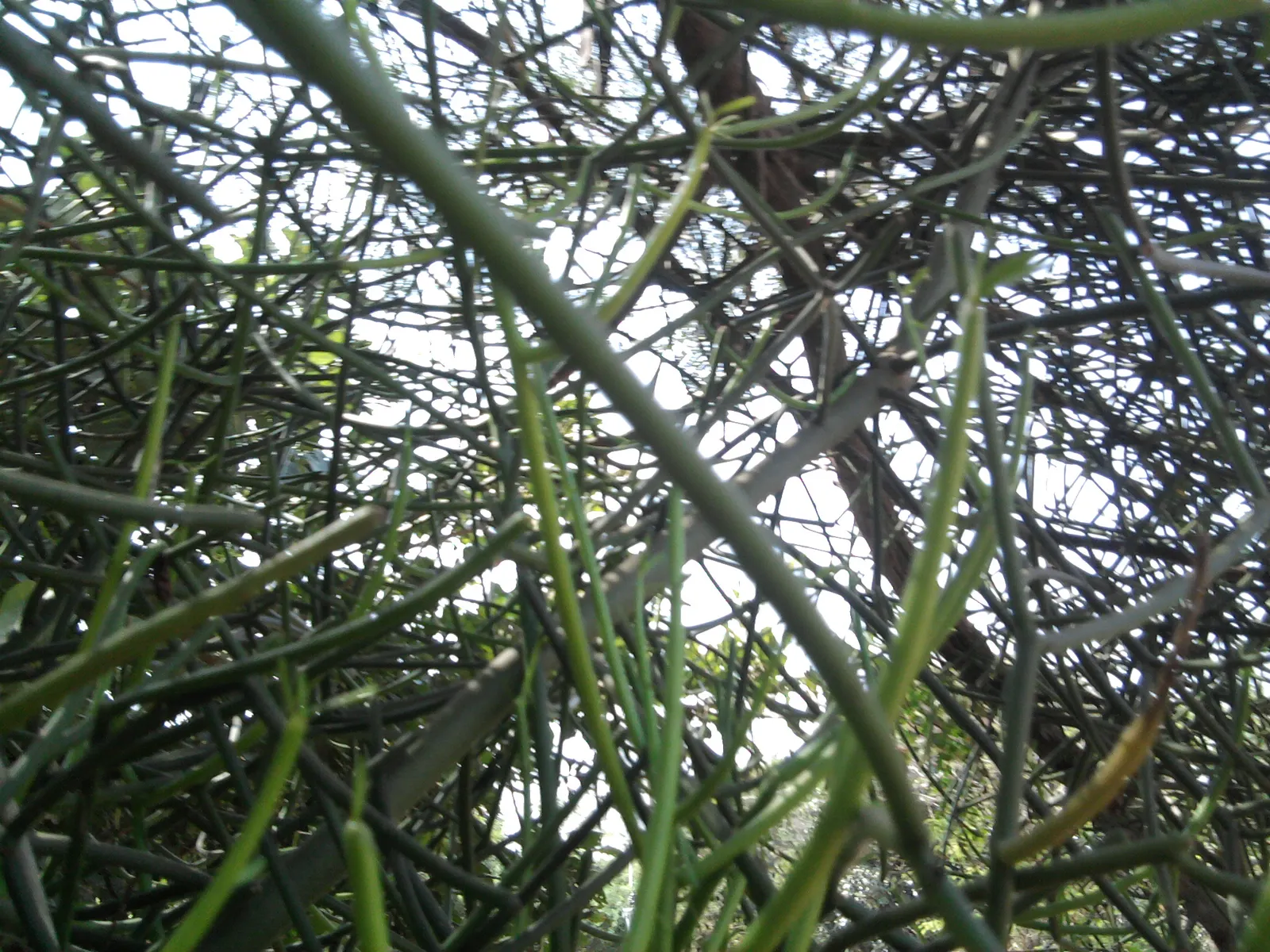 Pencil Tree (Euphorbia Tirucalli) — the Pencil Tree offers an exotic look with minimal upkeep; dry regions as it thrives in USDA Hardiness Zones 9, image 69