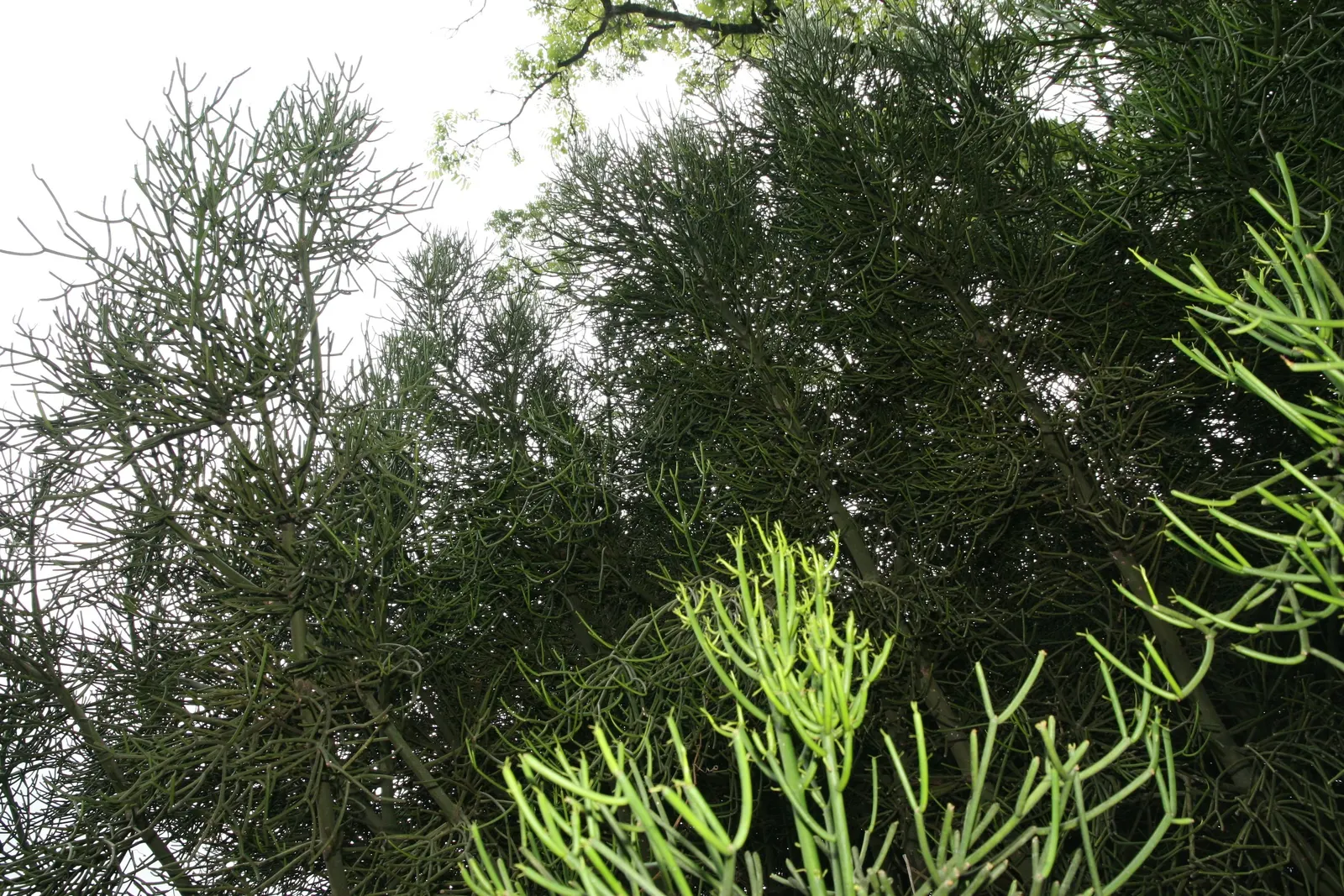 Pencil Tree (Euphorbia Tirucalli) — Its tolerance for drought makes it a sustainable choice; adds architectural interest to xeriscapes with minimal, image 86