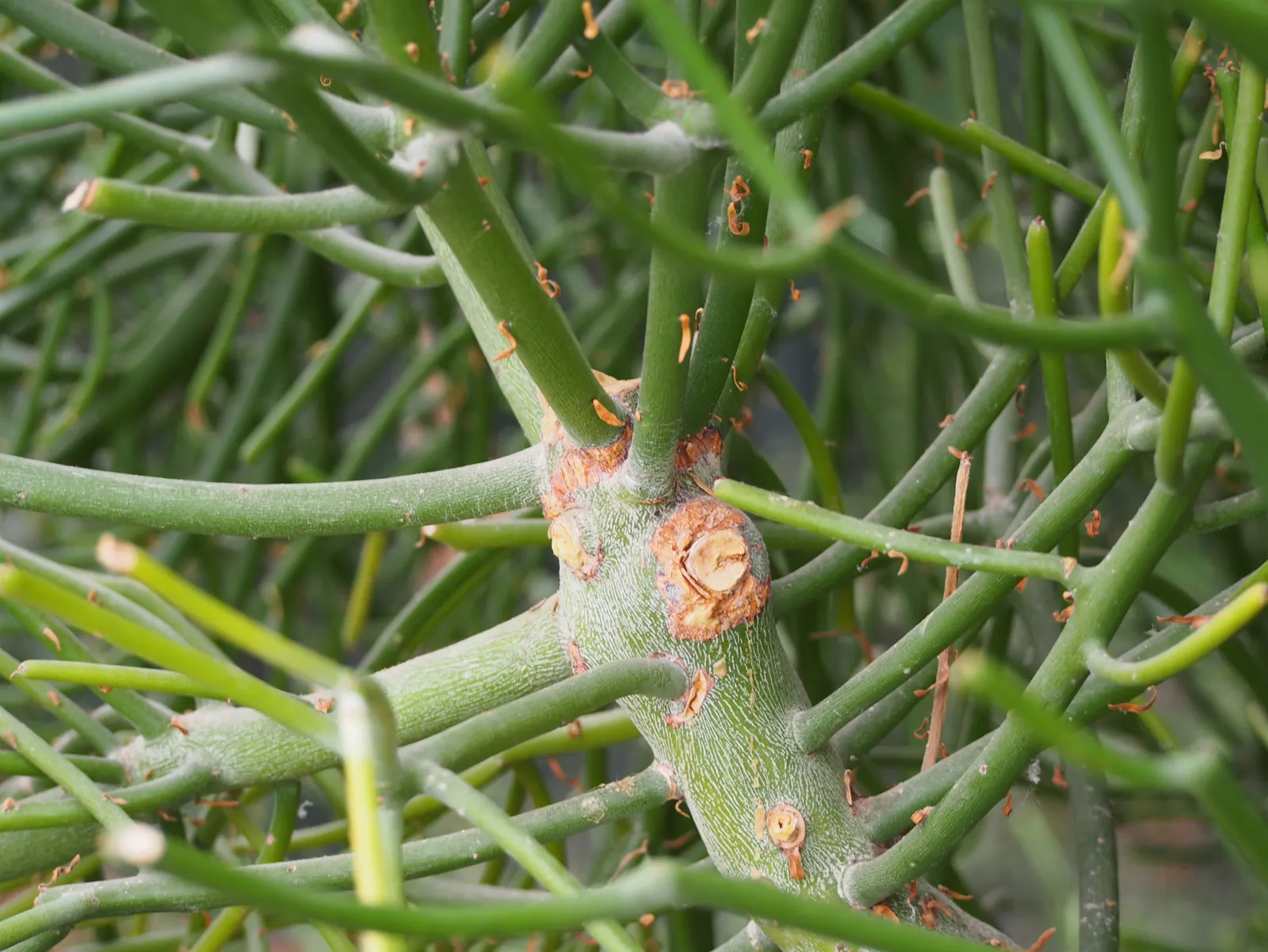 Pencil Tree (Euphorbia Tirucalli) — The Euphorbia tirucalli, commonly known as Pencil Tree, is a striking succulent reaching up to 6-30 feet tall, image 91