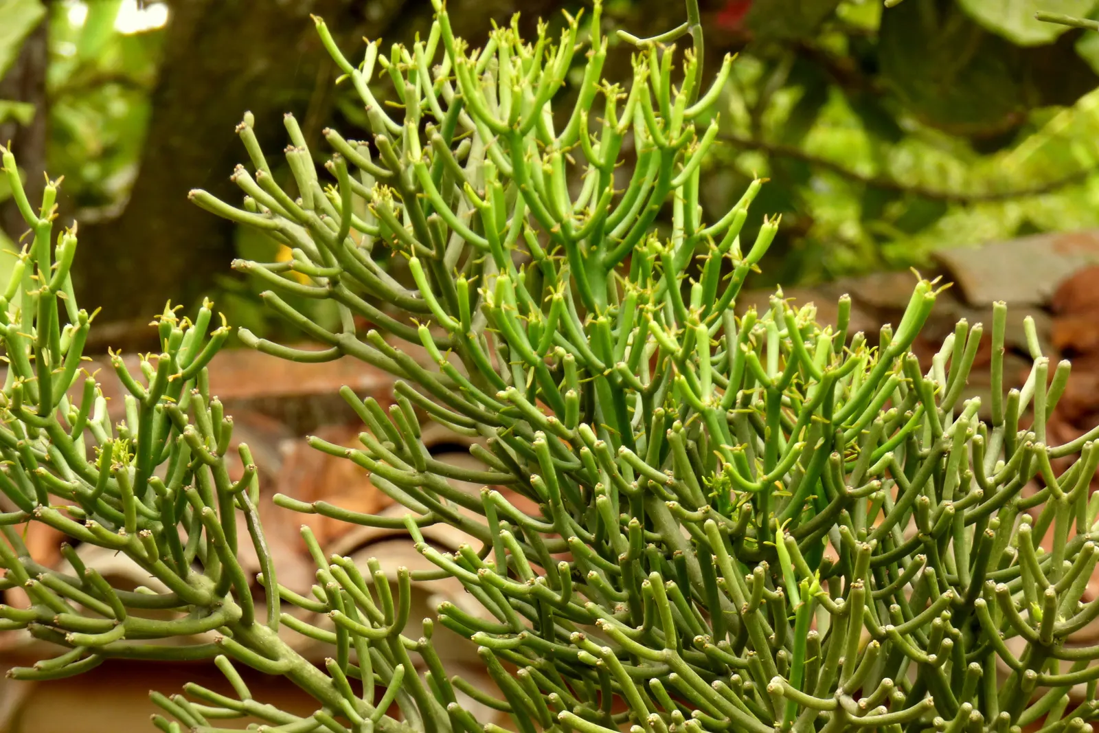 Pencil Tree (Euphorbia Tirucalli) — The Pencil Tree prefers a full sun exposure, which enhances the photosynthetic process in its slender stalks; its