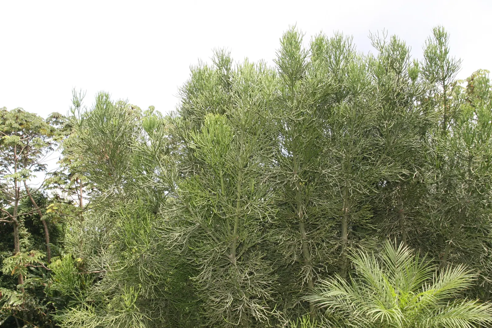 Pencil Tree (Euphorbia Tirucalli) — shrub / succulent / tree for full; the Pencil Tree offers an exotic look with minimal upkeep, image 90