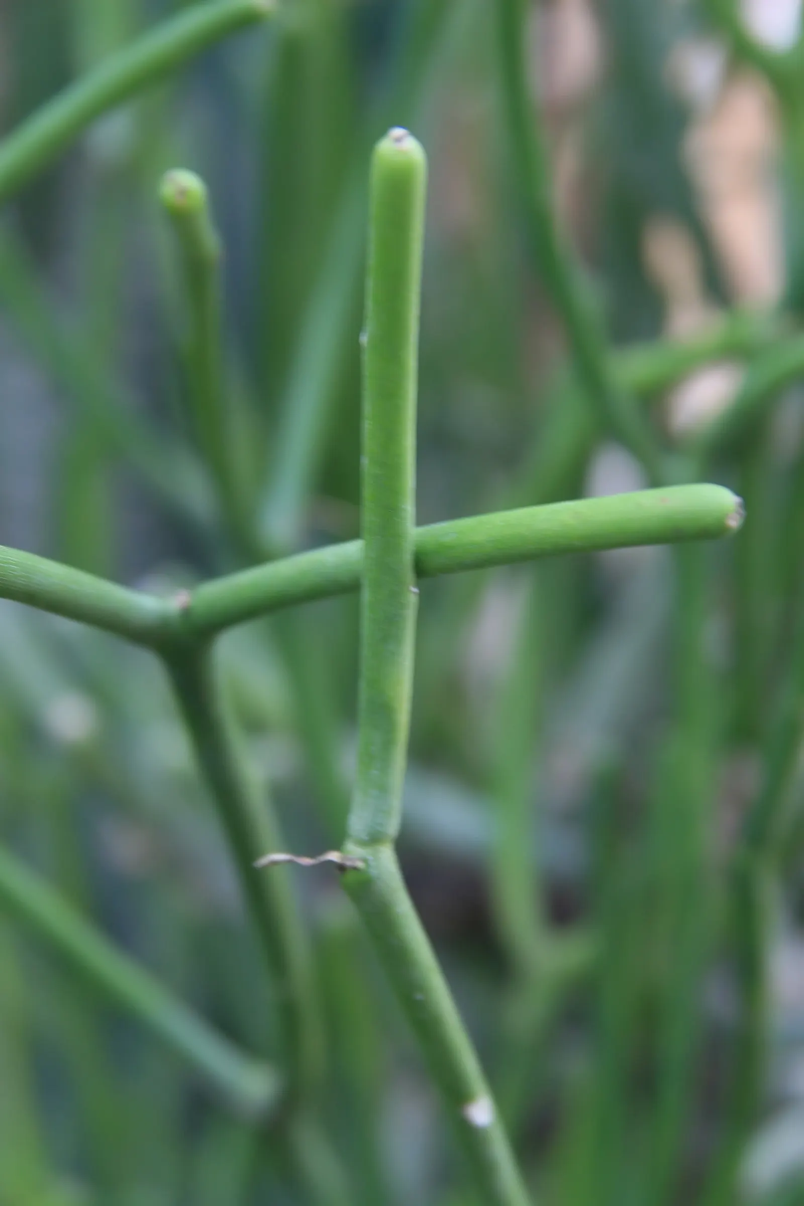 Pencil Tree (Euphorbia Tirucalli) — this succulent is characterized by its smooth; commonly referred to as the Pencil Tree or Milk Bush