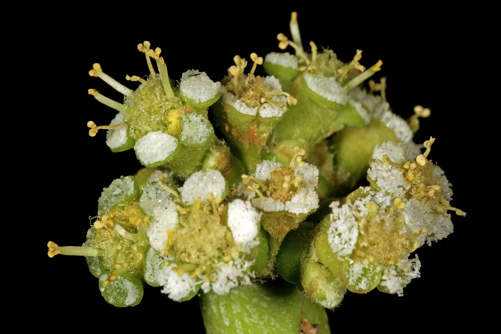 Pencil Tree (Euphorbia Tirucalli) — The Pencil Tree prefers a full sun exposure, which enhances the photosynthetic process in its slender stalks