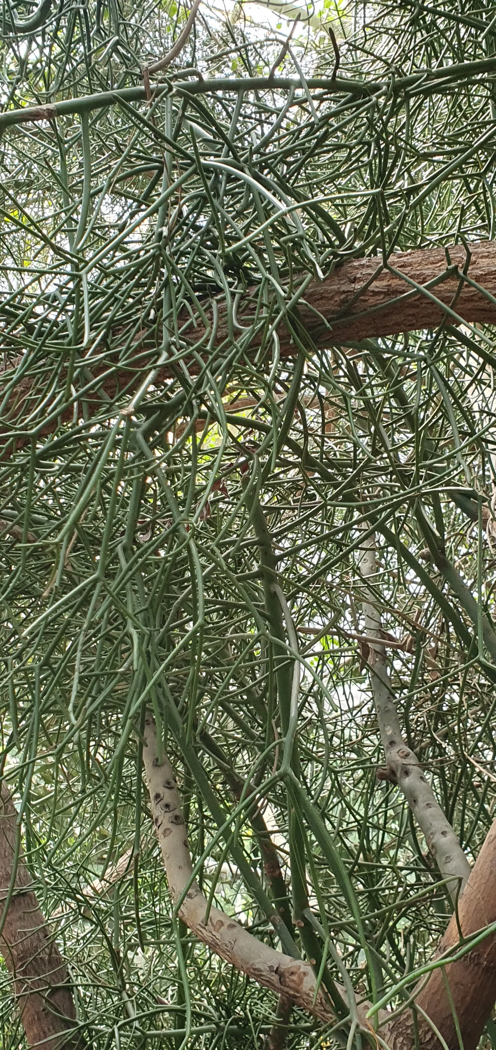 Pencil Tree (Euphorbia Tirucalli) — commonly referred to as the Pencil Tree or Milk Bush; drought-tolerant and sun-loving, this plant thrives in, image 78