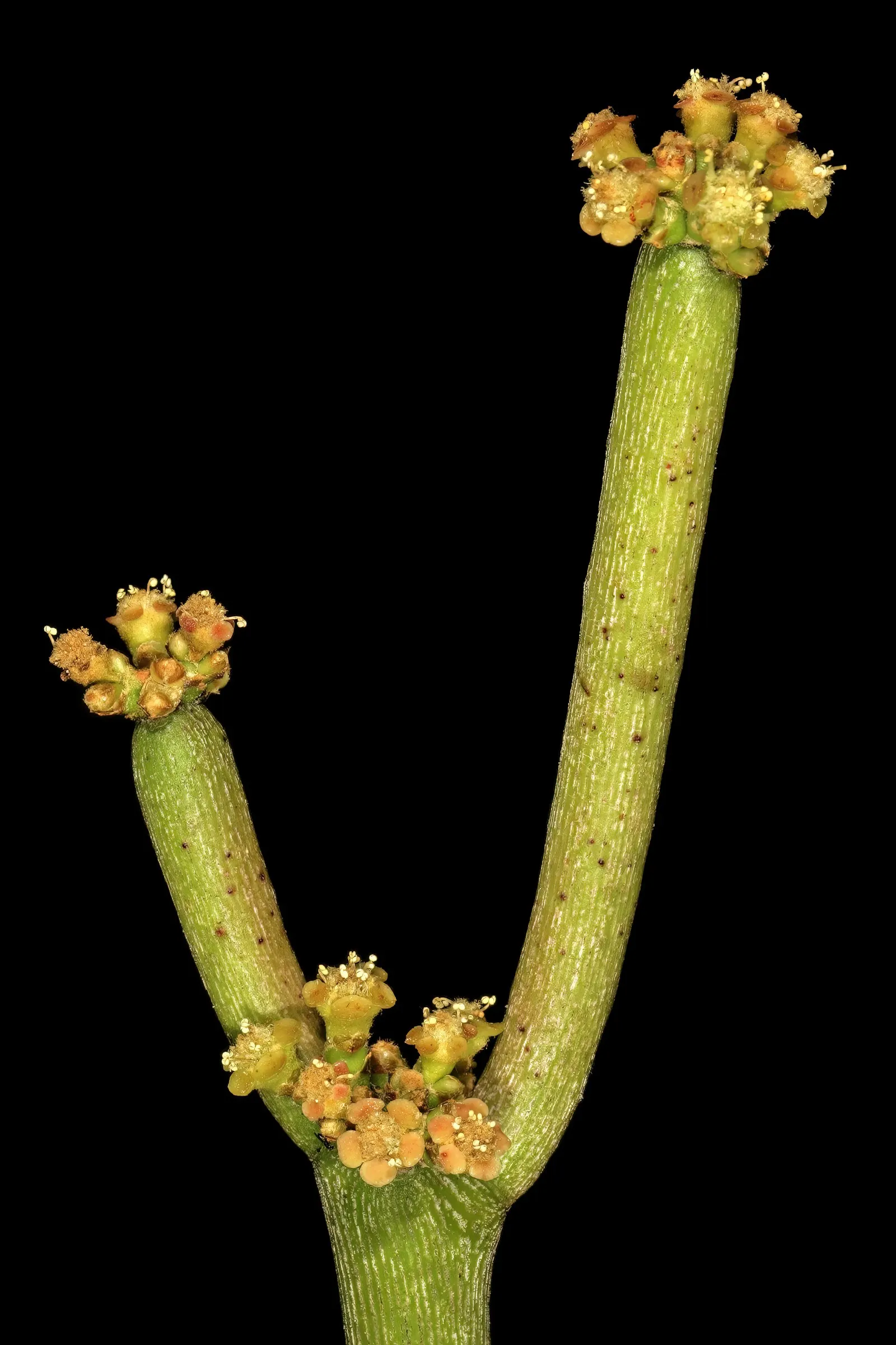 Pencil Tree (Euphorbia Tirucalli) — dry regions as it thrives in USDA Hardiness Zones 9 to 11; this succulent is characterized by its smooth, image 102