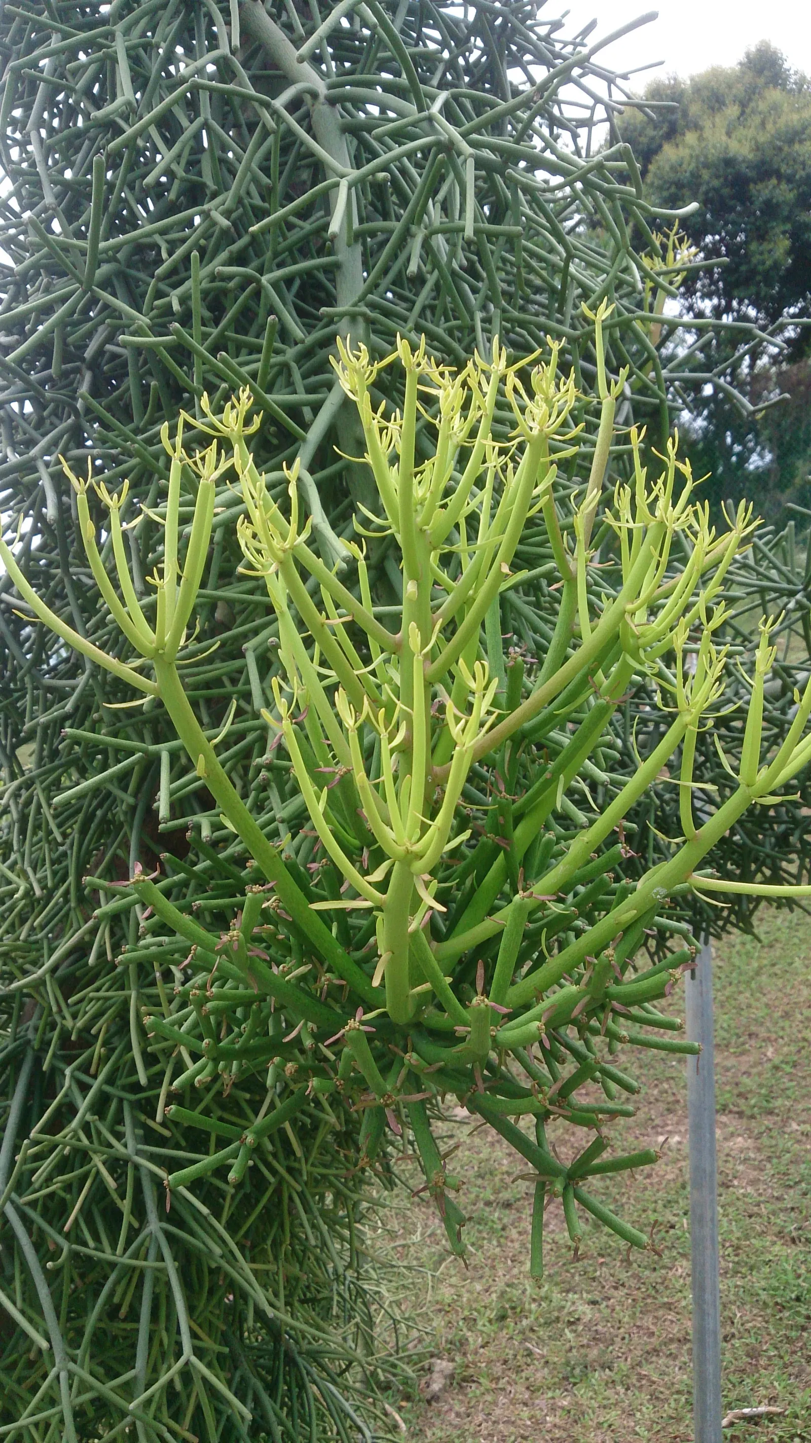 Pencil Tree (Euphorbia Tirucalli) — Its adaptability also allows it to be presented as a potted feature; the Euphorbia tirucalli, commonly known as Pencil