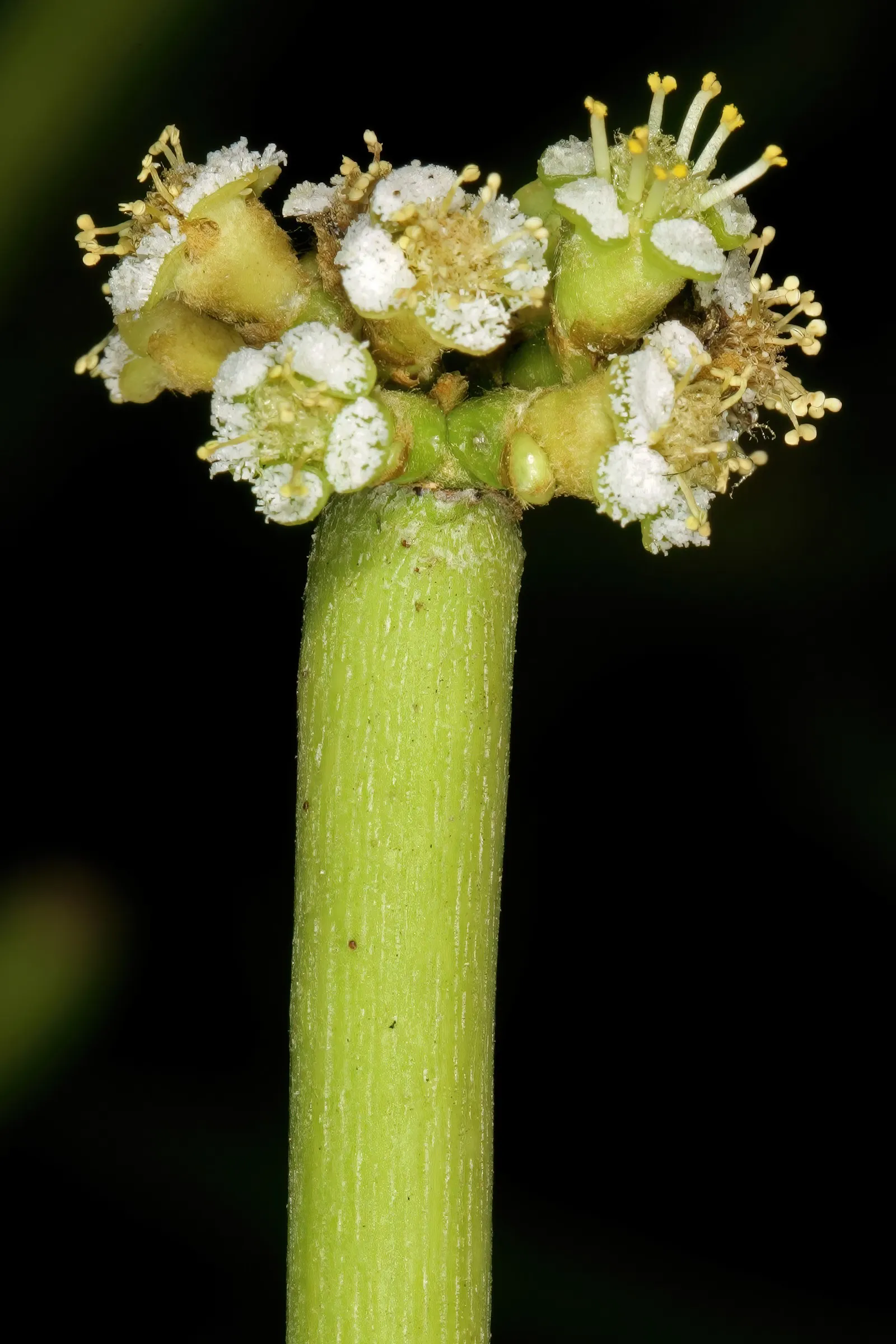 Pencil Tree (Euphorbia Tirucalli) — Adds architectural interest to xeriscapes with minimal maintenance; its tolerance for drought makes it a, image 113