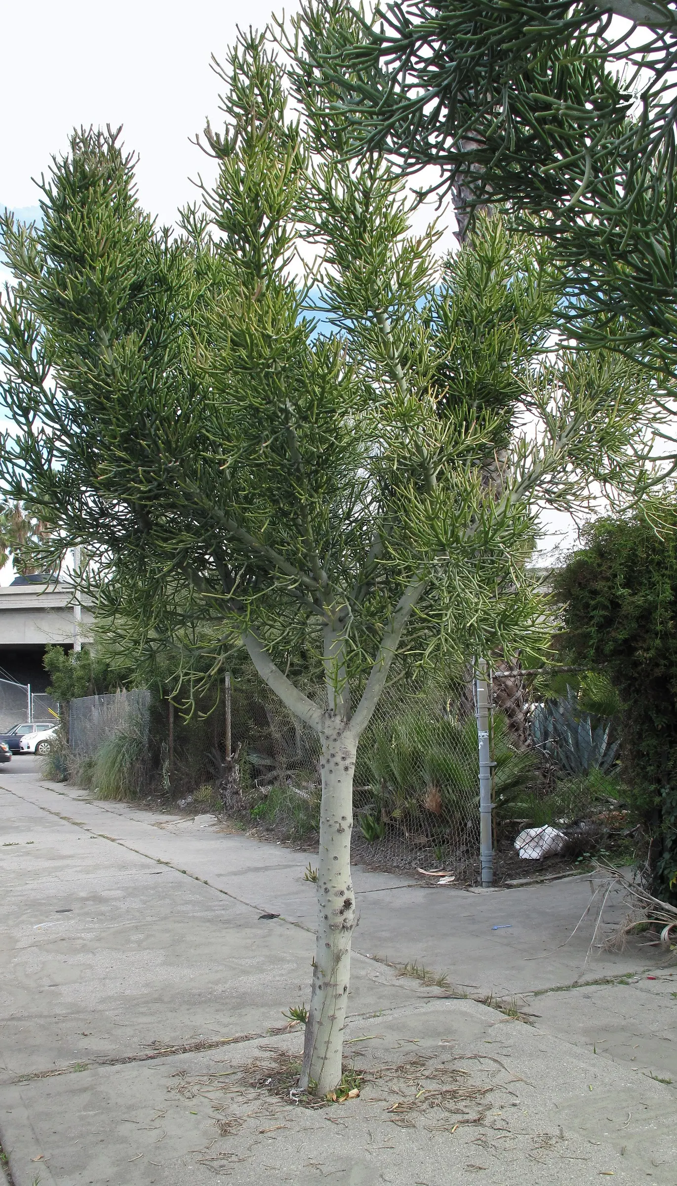 Pencil Tree (Euphorbia Tirucalli) — Native to semi-arid tropical climates; offering flexibility within your design scheme, image 62