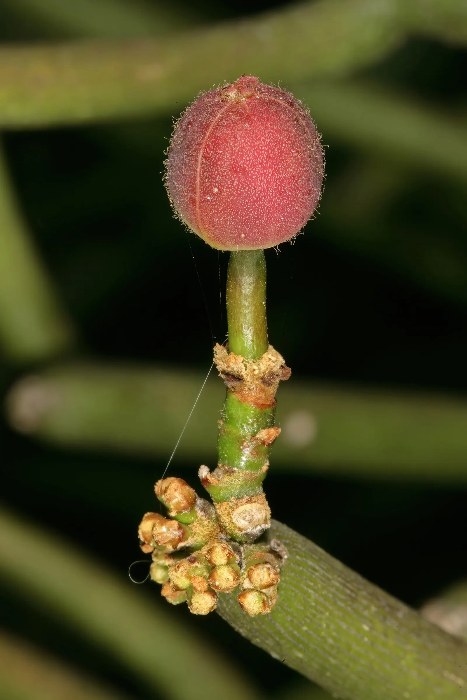 Pencil Tree (Euphorbia Tirucalli) — it's crucial to recognize the suitability of this plant for warm; its slender, green cylindrical branches, image 83