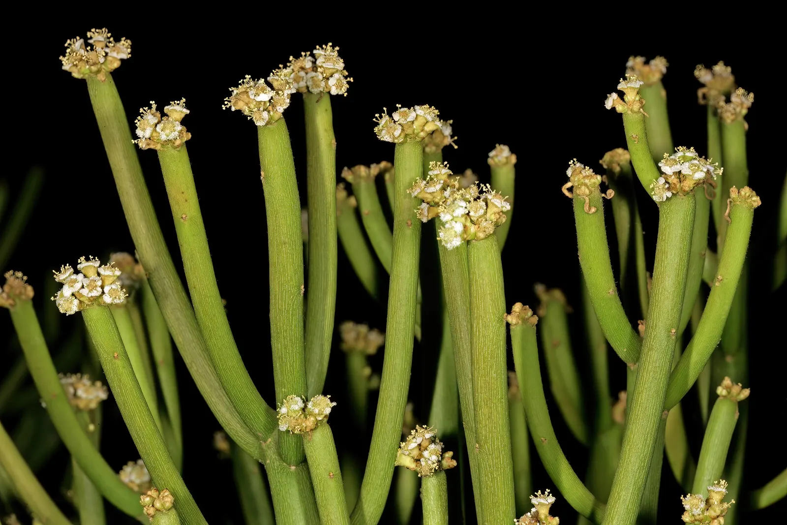 Pencil Tree (Euphorbia Tirucalli) — Its slender, green cylindrical branches resemble pencils, thus its name; it's crucial to recognize the suitability of this