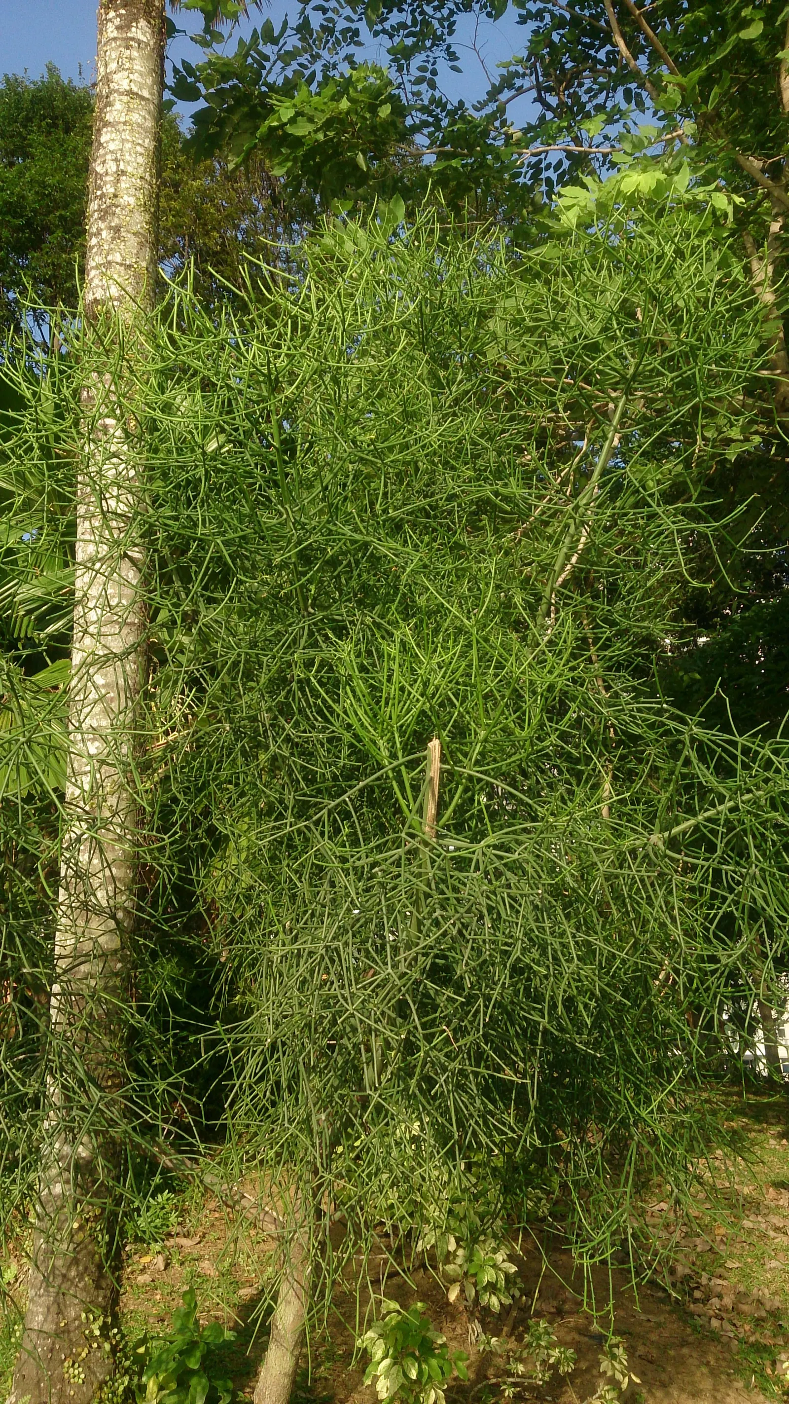 Pencil Tree (Euphorbia Tirucalli) — it's crucial to recognize the suitability of this plant for warm